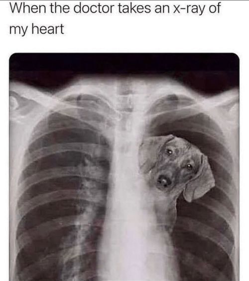 X-ray image of a person's chest with a dog peeking in from the side, appearing upside down. Text above reads, 'When the doctor takes an x-ray of my heart.'