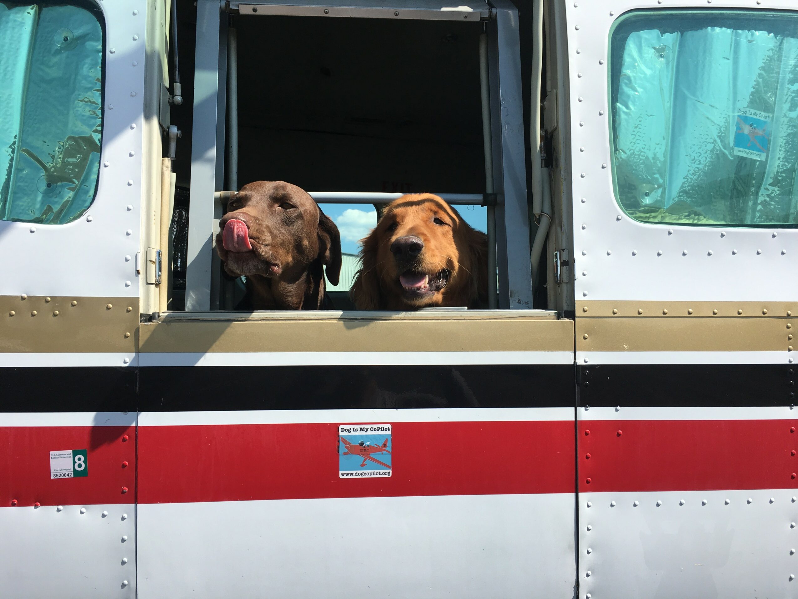 Two dogs look out of an aircraft window, one with tongue out, inside a plane with a red and white stripe.