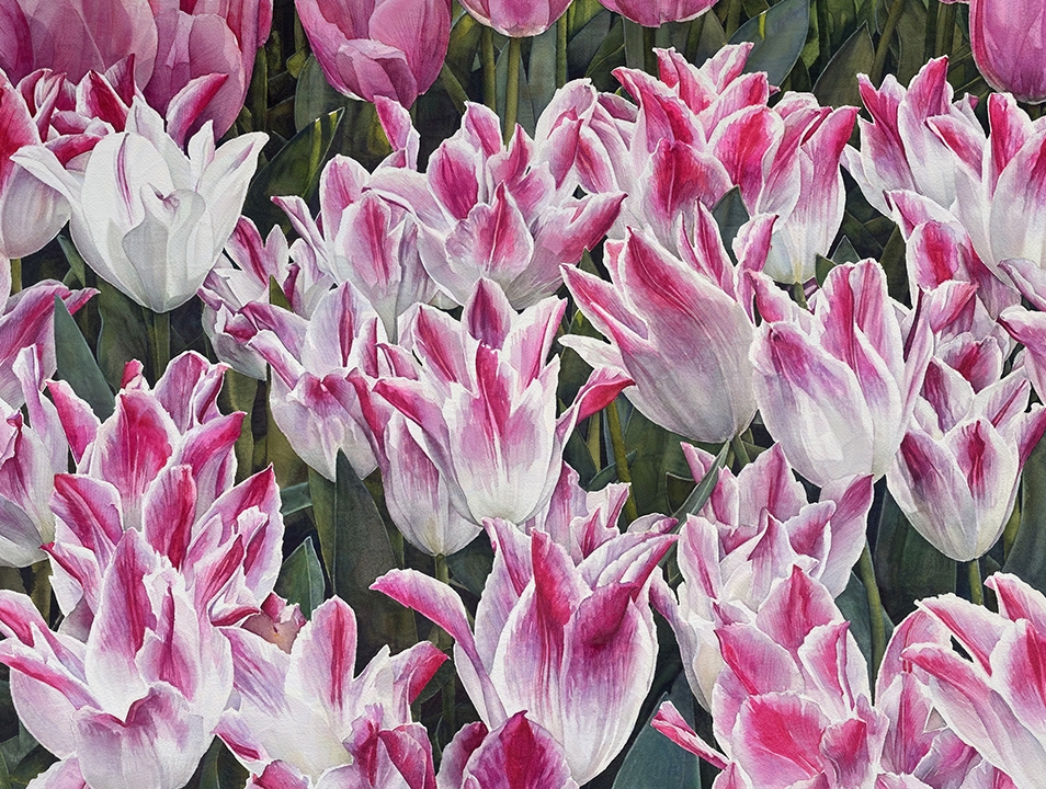 Cluster of pink and white tulips in full bloom with green leaves in background.