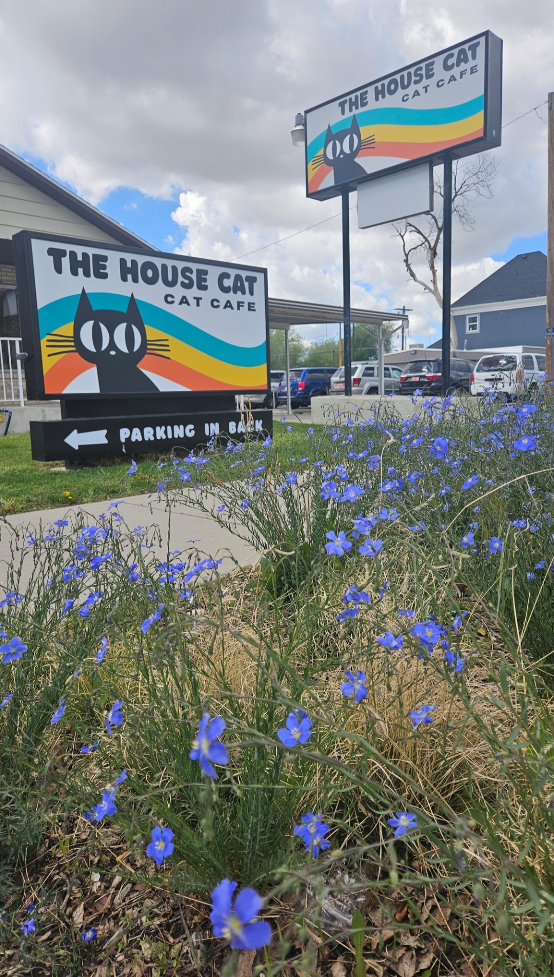 Sign for The House Cat Cat Cafe with colorful design, surrounded by blue flowers and a parking sign, under a partly cloudy sky.