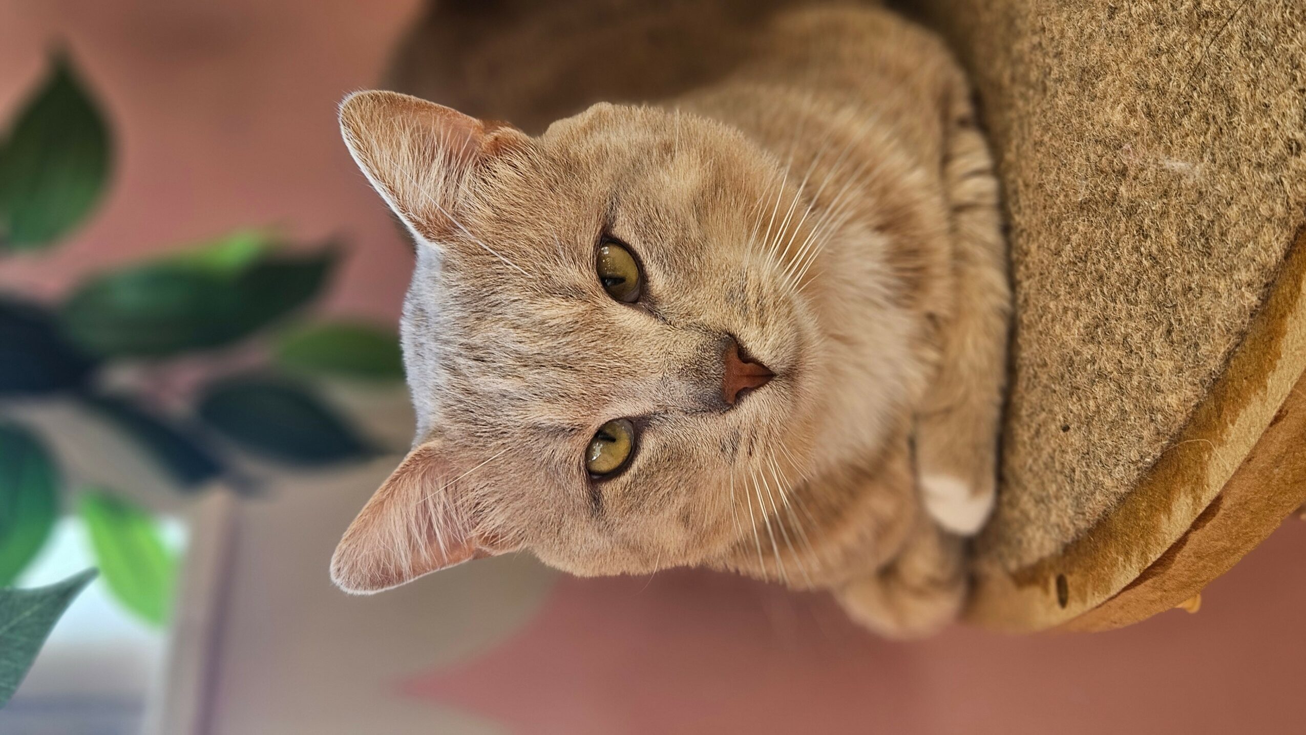 Light-colored cat lying on a carpeted surface, looking at the camera with yellow eyes.