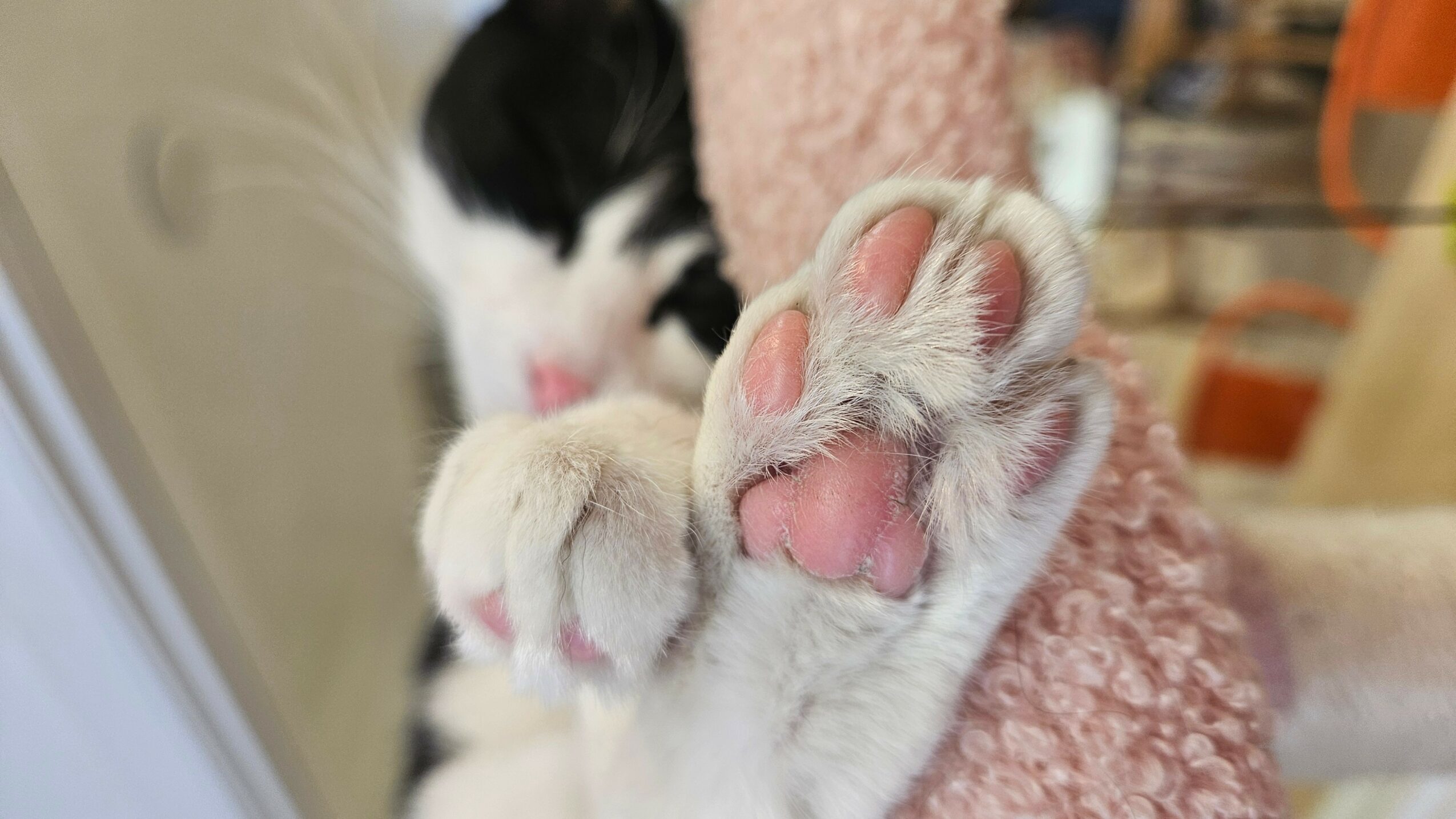 Close-up of a black and white kitten with paws extended towards the camera, pink paw pads visible, on a pink blanket.