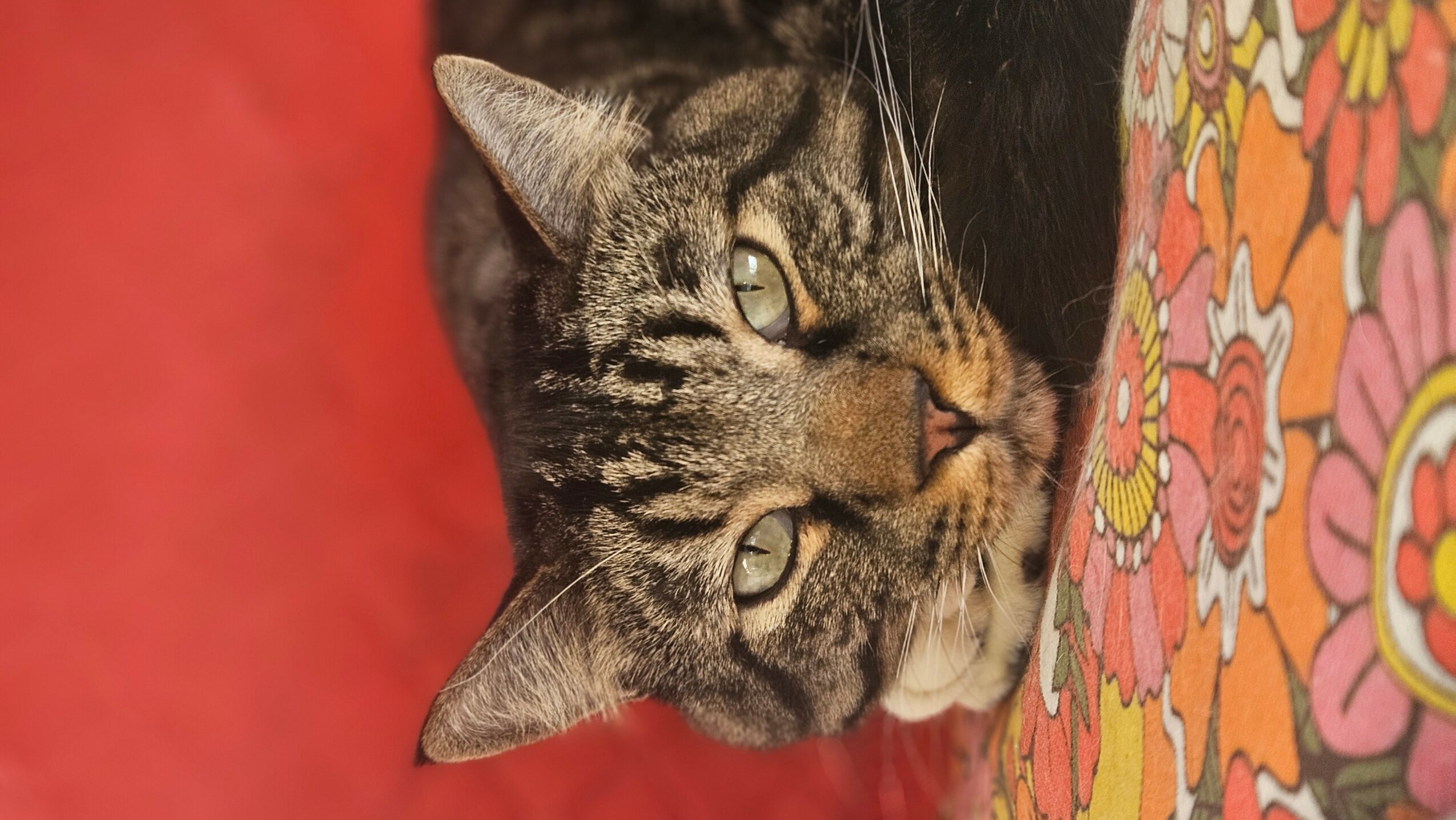 Close-up of a tabby cat resting its head on a colorful floral-patterned surface.