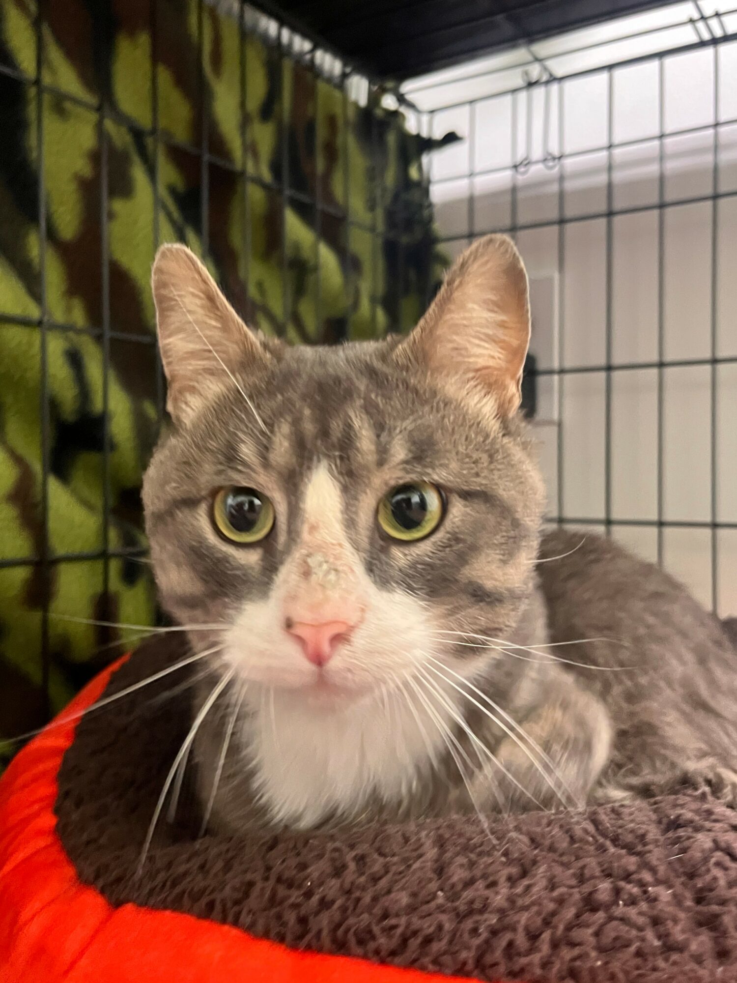 Gray tabby cat with green eyes lying on a brown blanket inside a cage, with a green patterned background.