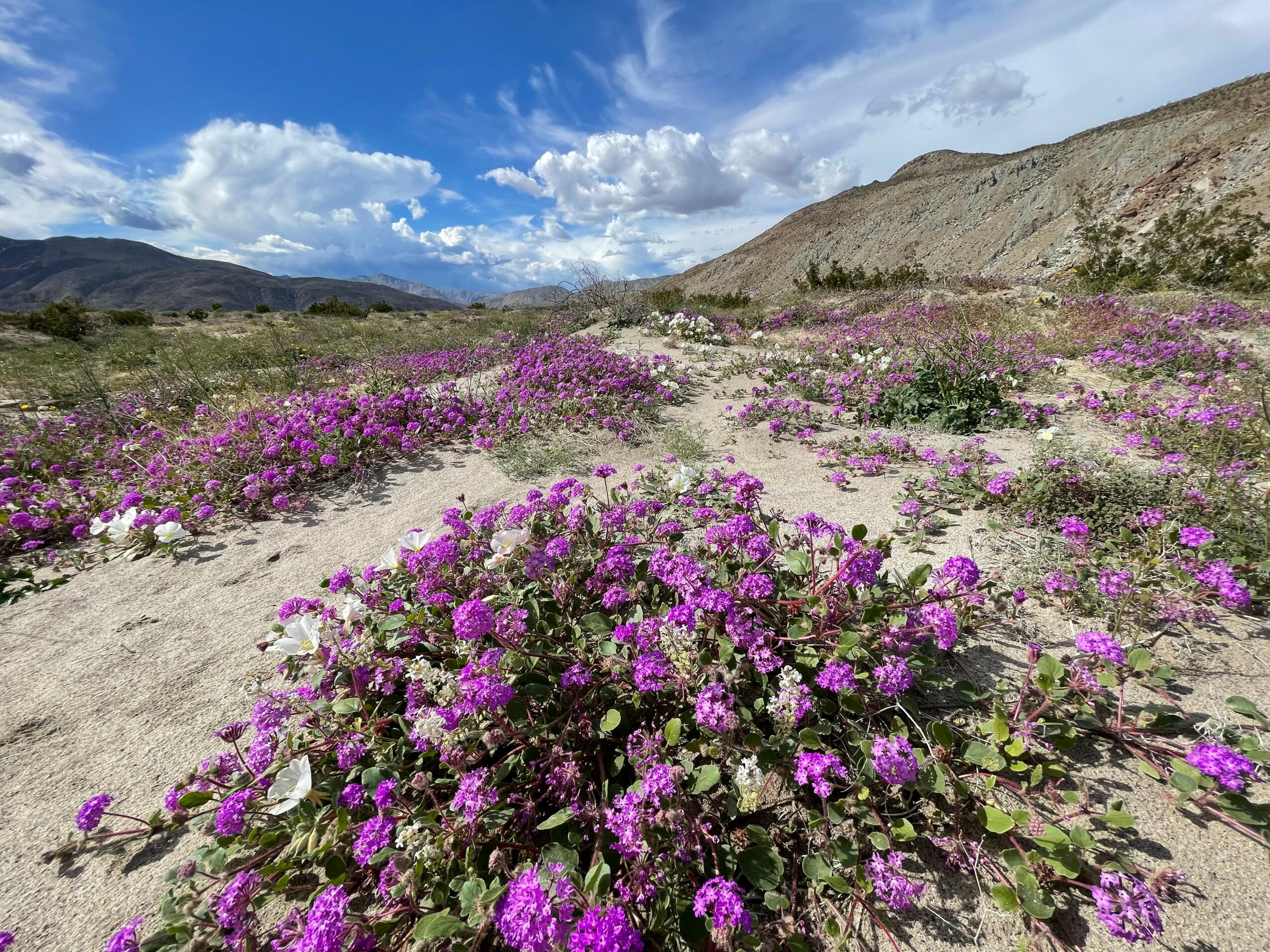 Landscape with purple flowers, mountains, and partly cloudy sky.
