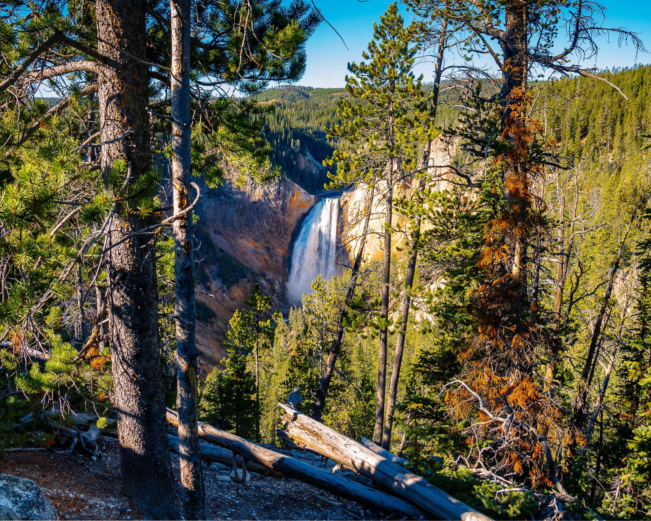 Waterfall in a forested area with tall trees and a clear sky, viewed from a hillside.