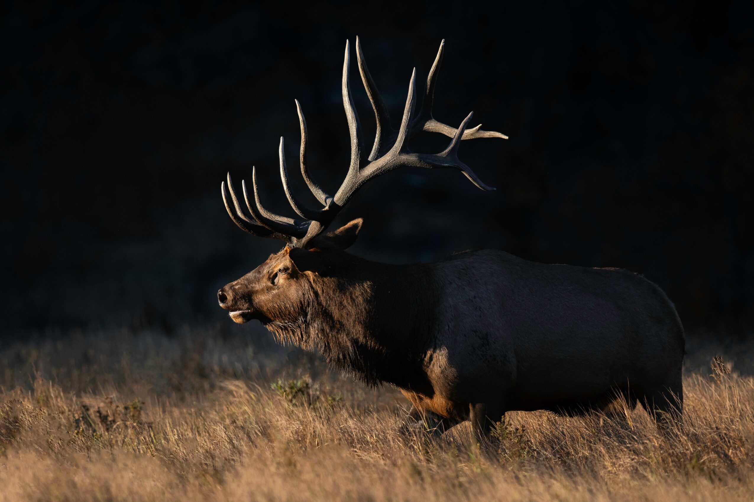 Elk with large antlers standing in grassy field at night.