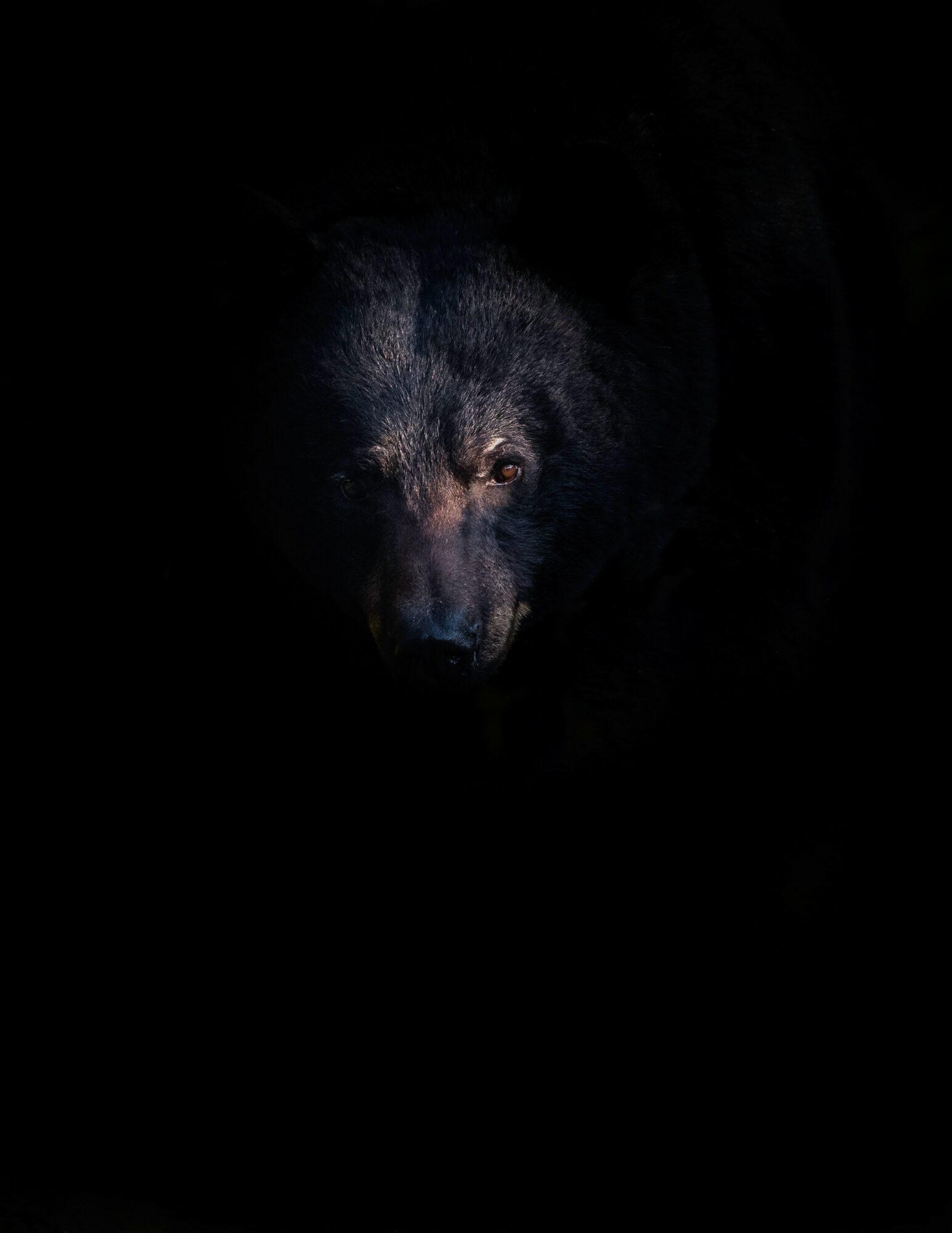 Dark image of a bear's face with only eyes and nose visible, surrounded by darkness.