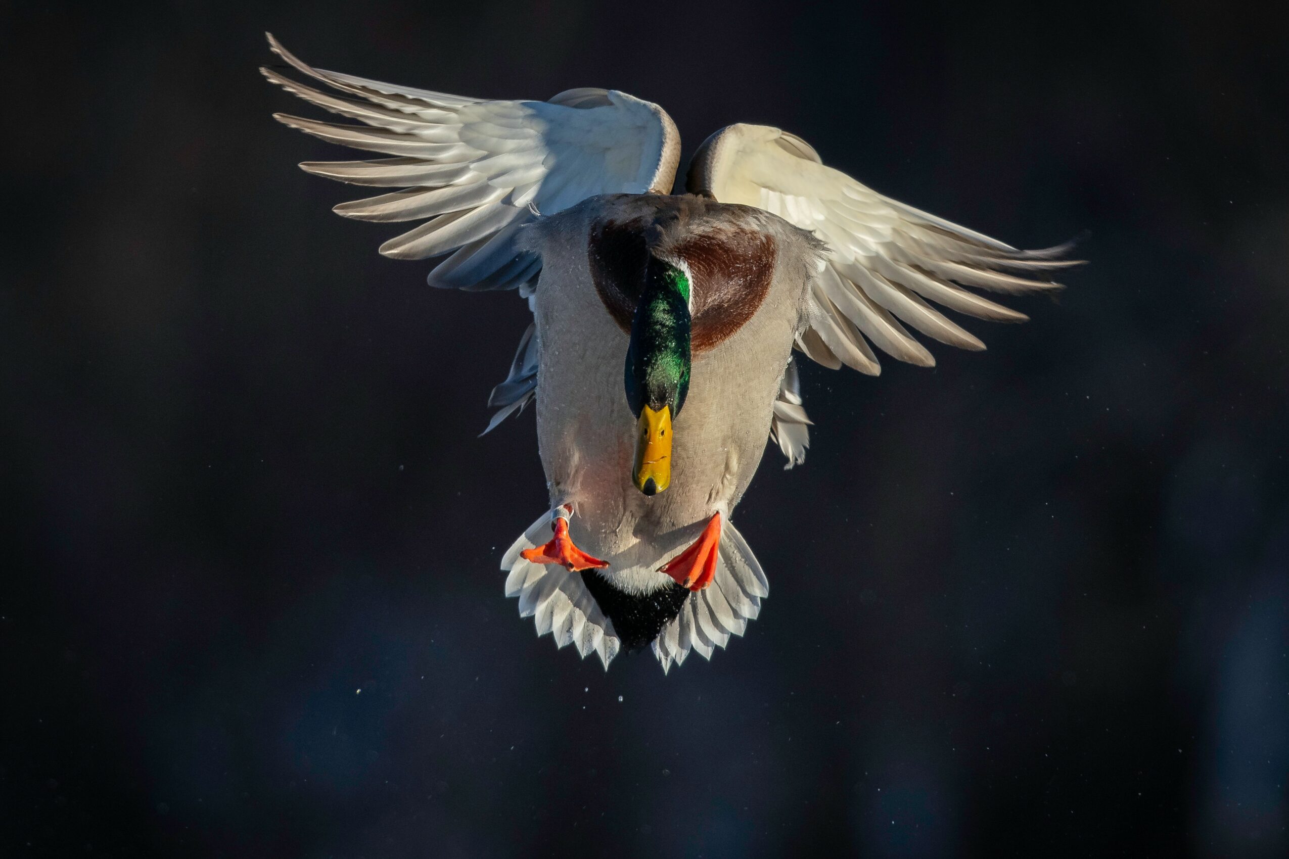 A bird with wings spread wide, flying downward against a dark background.