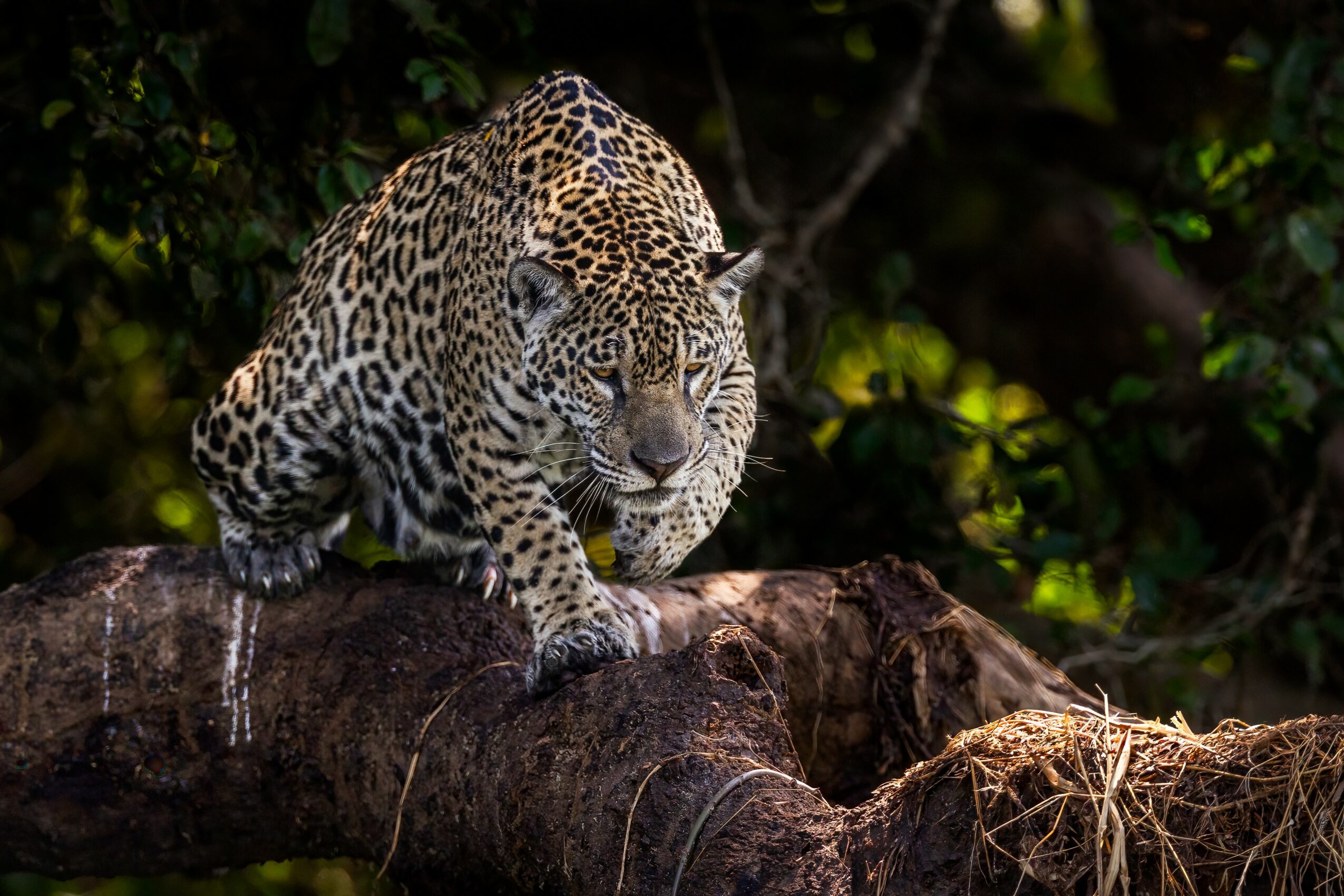 Leopard cub walking on a tree branch in a forest, surrounded by green foliage.