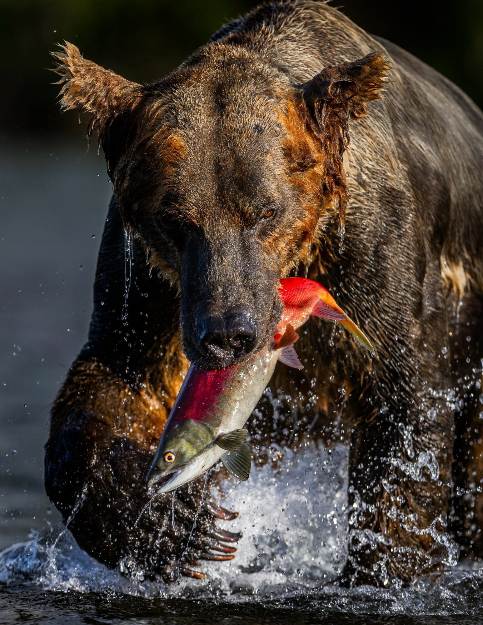 Dog in water holding a fish in its mouth, with water splashing around, outdoors with a dark background.