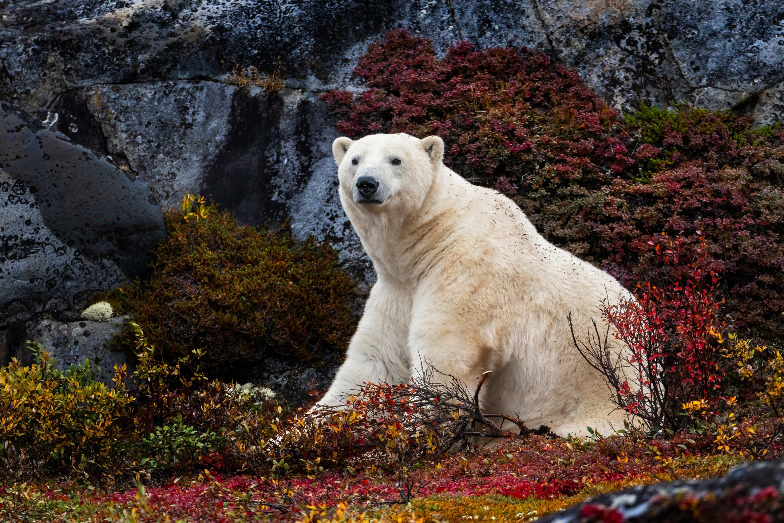 Polar bear sitting among colorful bushes and rocks in a natural landscape.