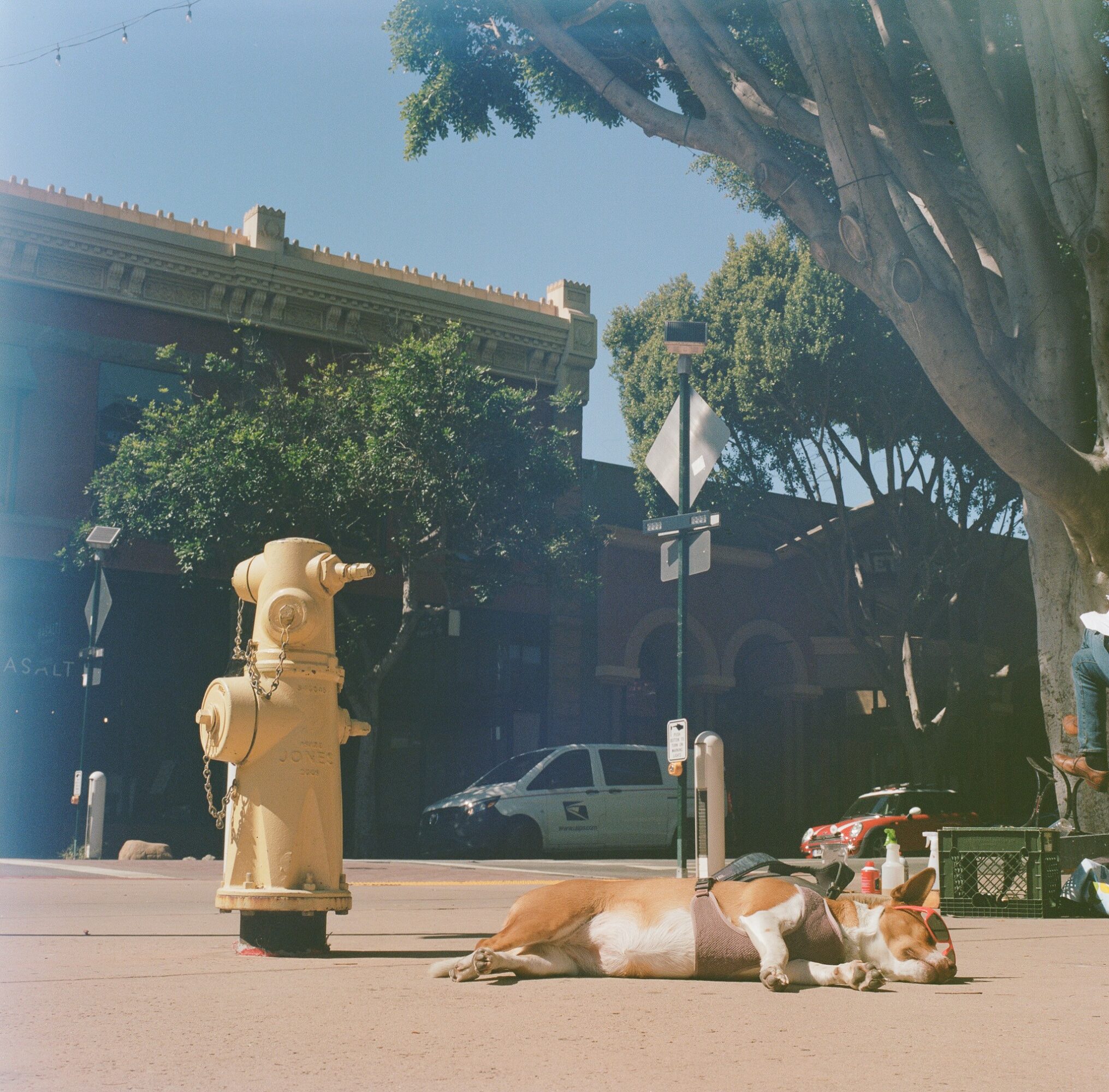 Dog lying on sidewalk near fire hydrant and trees, with building and car in background, sunny day.
