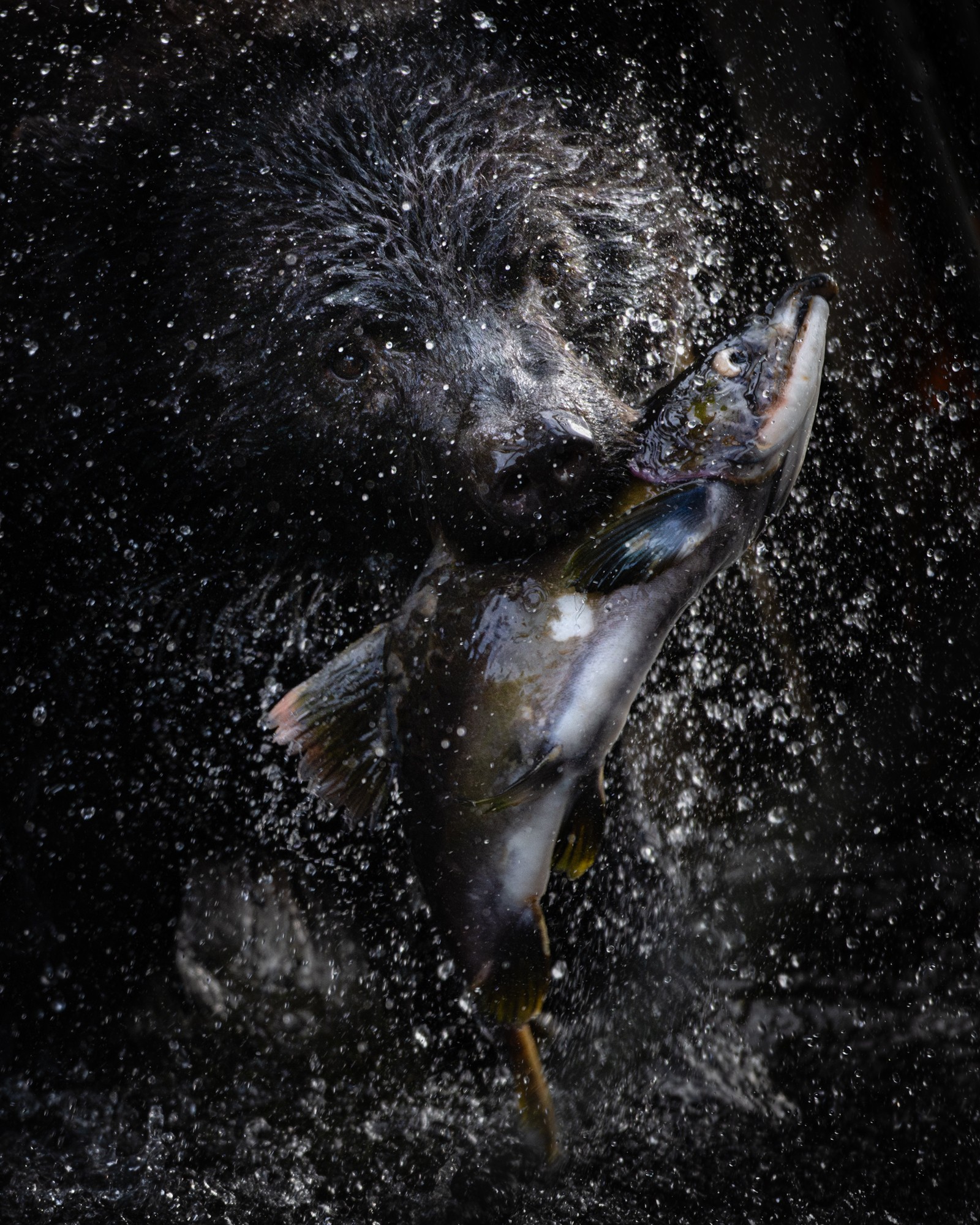 Bear catching a fish in water with splashes around, dark background, focused on the bear and fish.