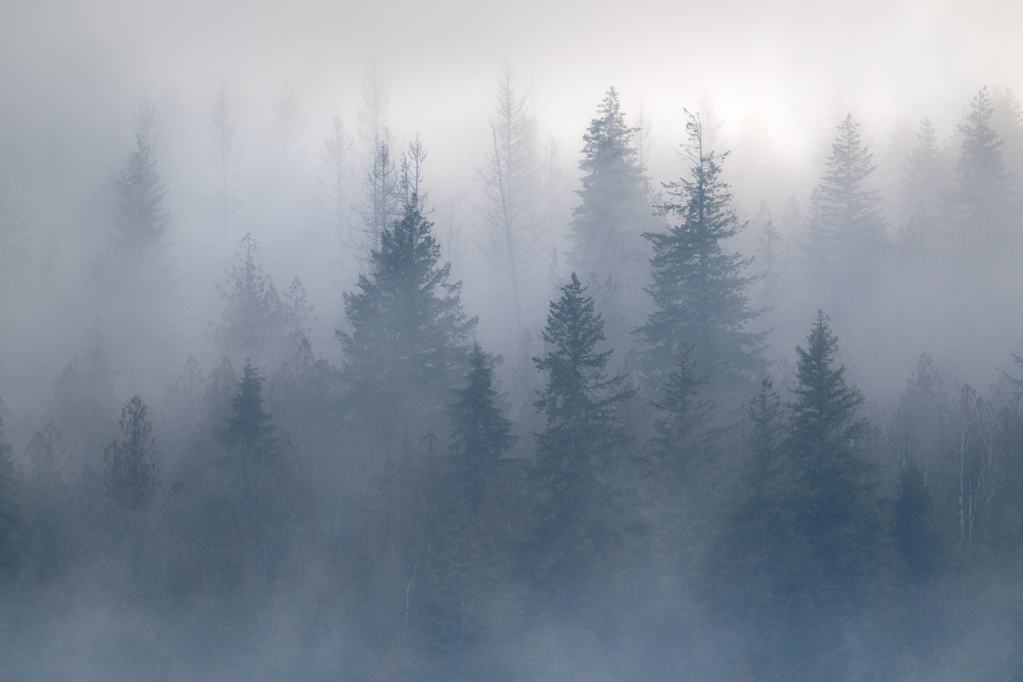 Dense fog over a forest of tall, dark evergreen trees with misty background.