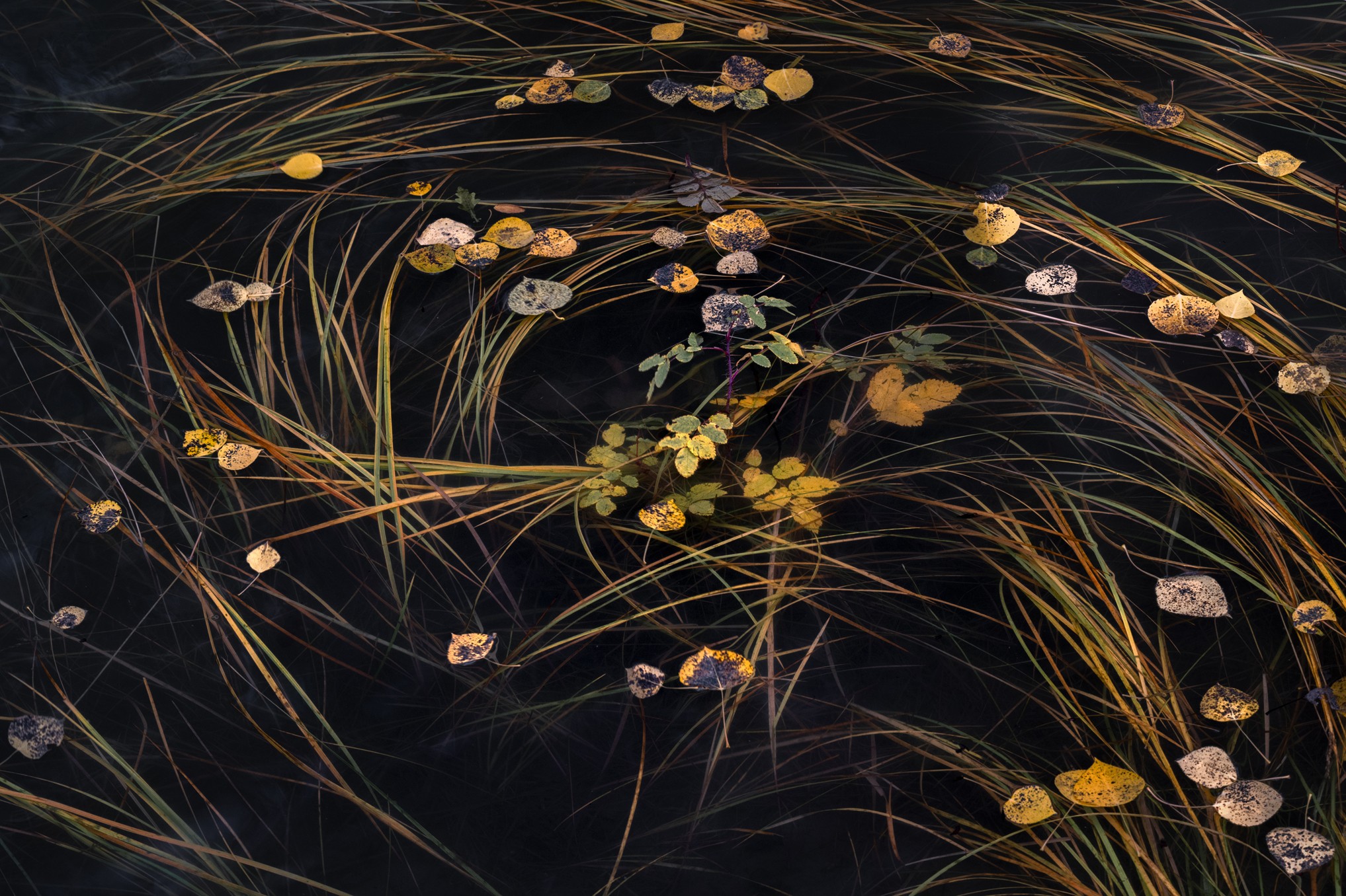 Water with floating lily pads and plants, dark background, some leaves and stems visible, natural scene.