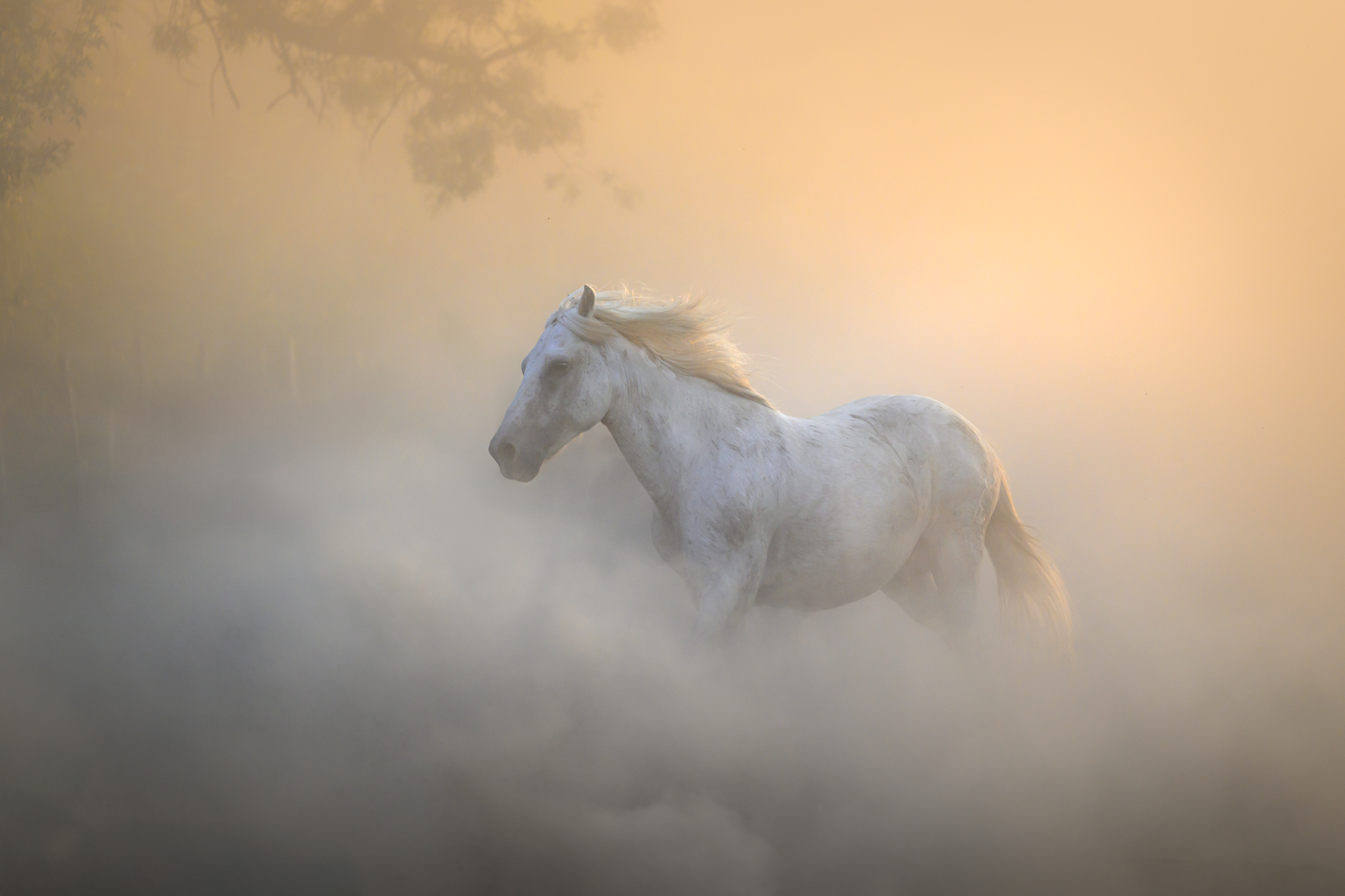 A white horse standing in foggy landscape with warm light background.