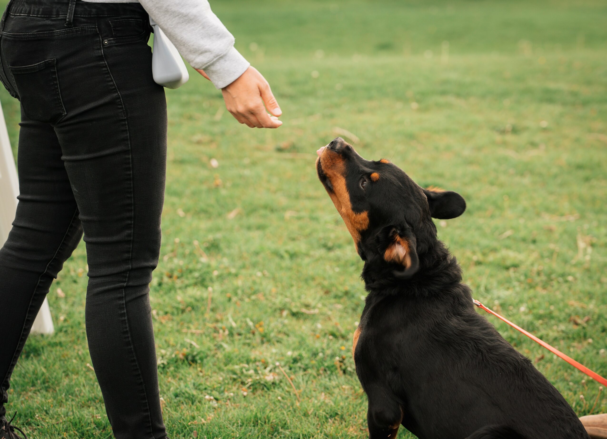 Person standing outdoors with a dog sitting and looking up at them on grass.