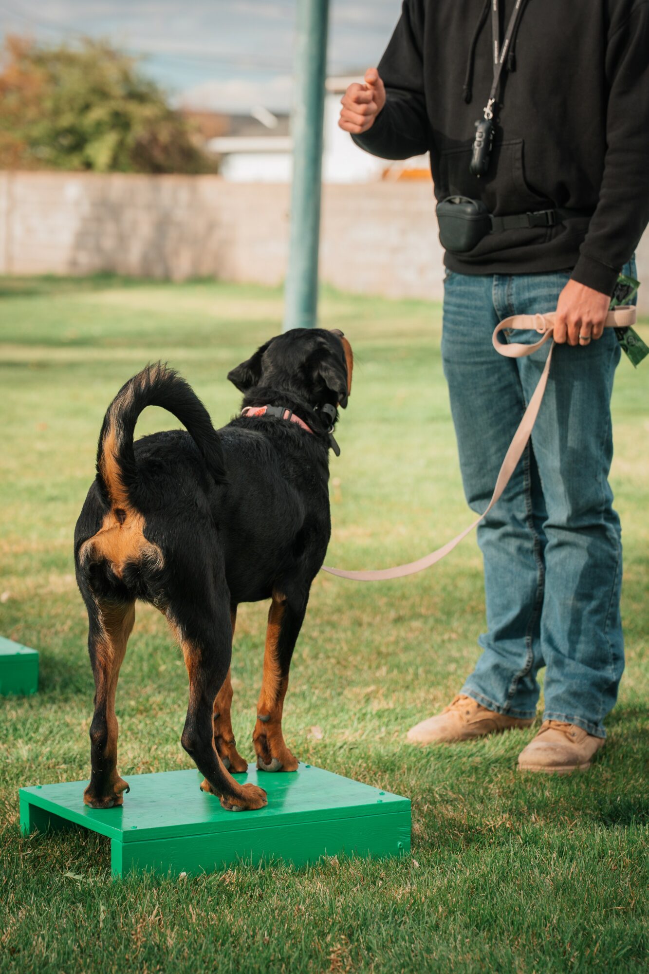 Person holding a leash with a black and brown dog standing on a green platform outdoors.