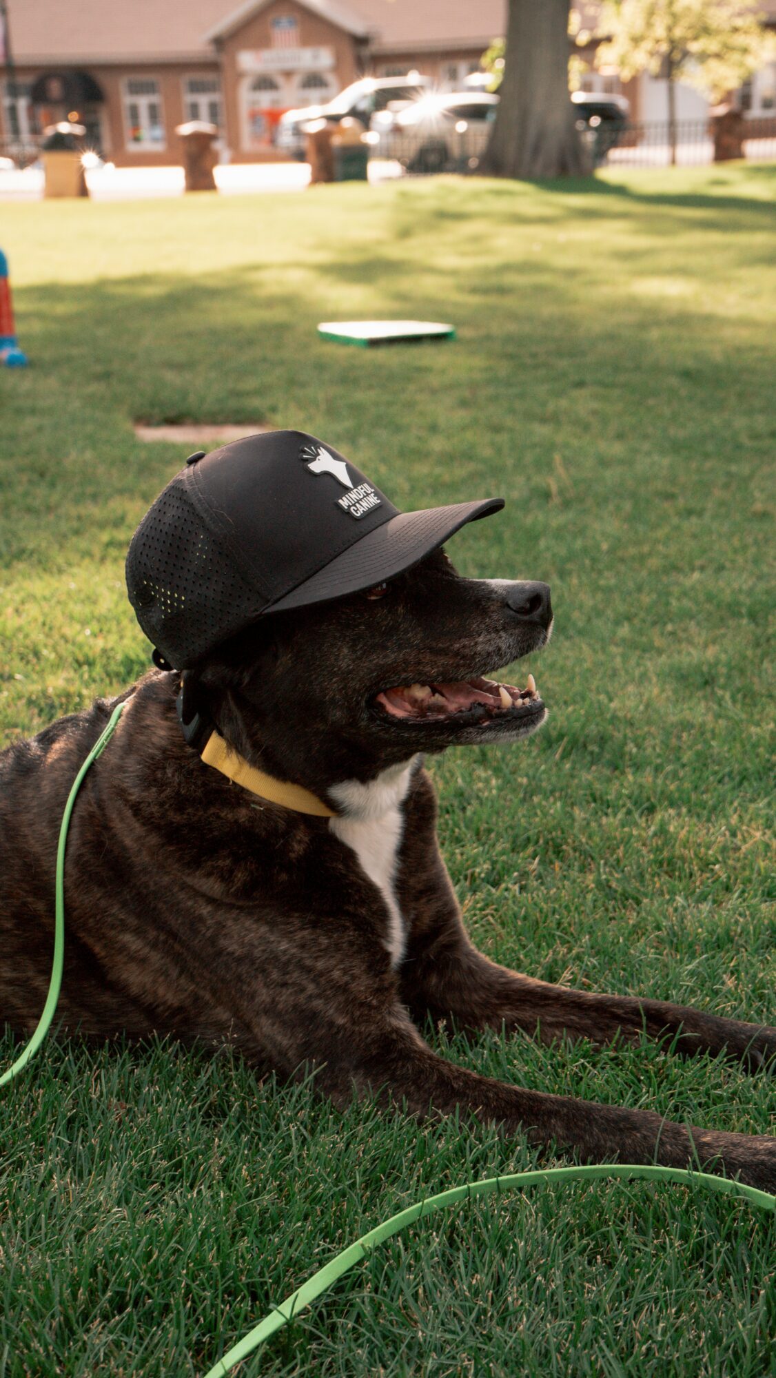 Dog wearing a cap lying on grass in a park with trees and buildings in background