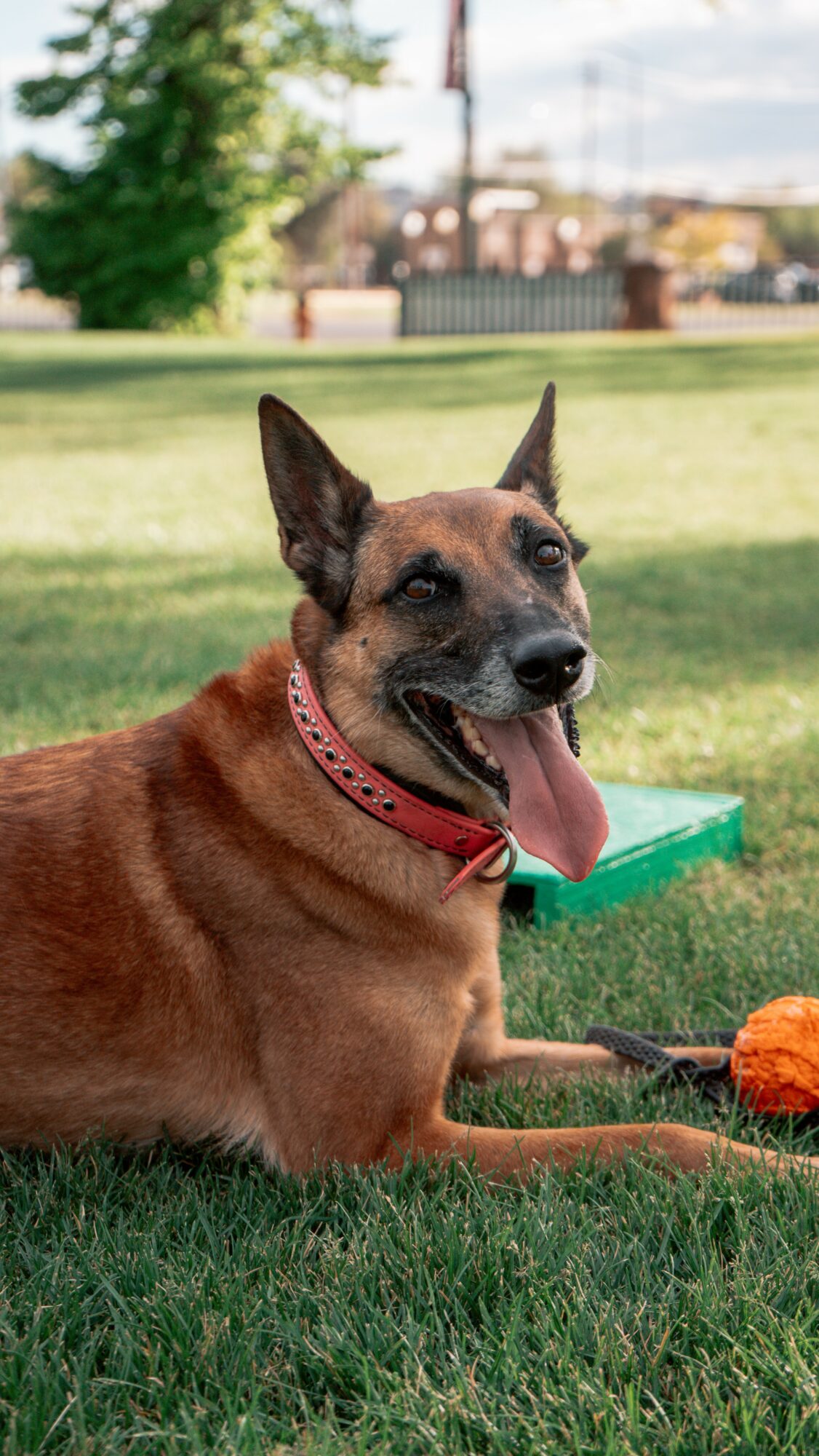 Dog lying on grass with tongue out, wearing a red collar, in a park setting.