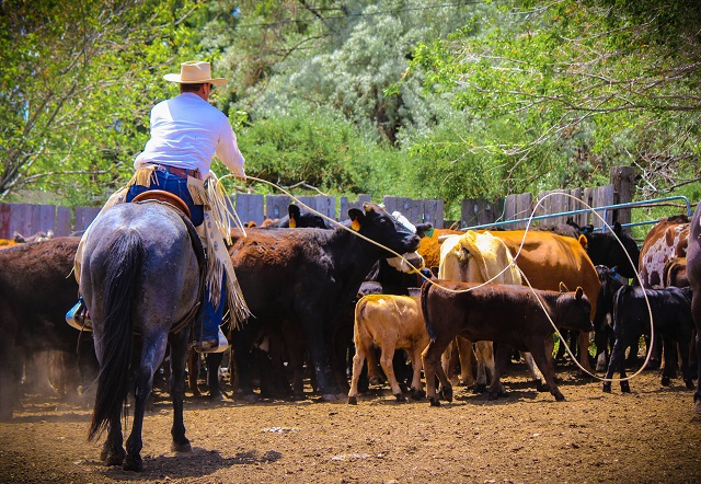 Person riding a horse herding cattle in a farm with trees in the background.