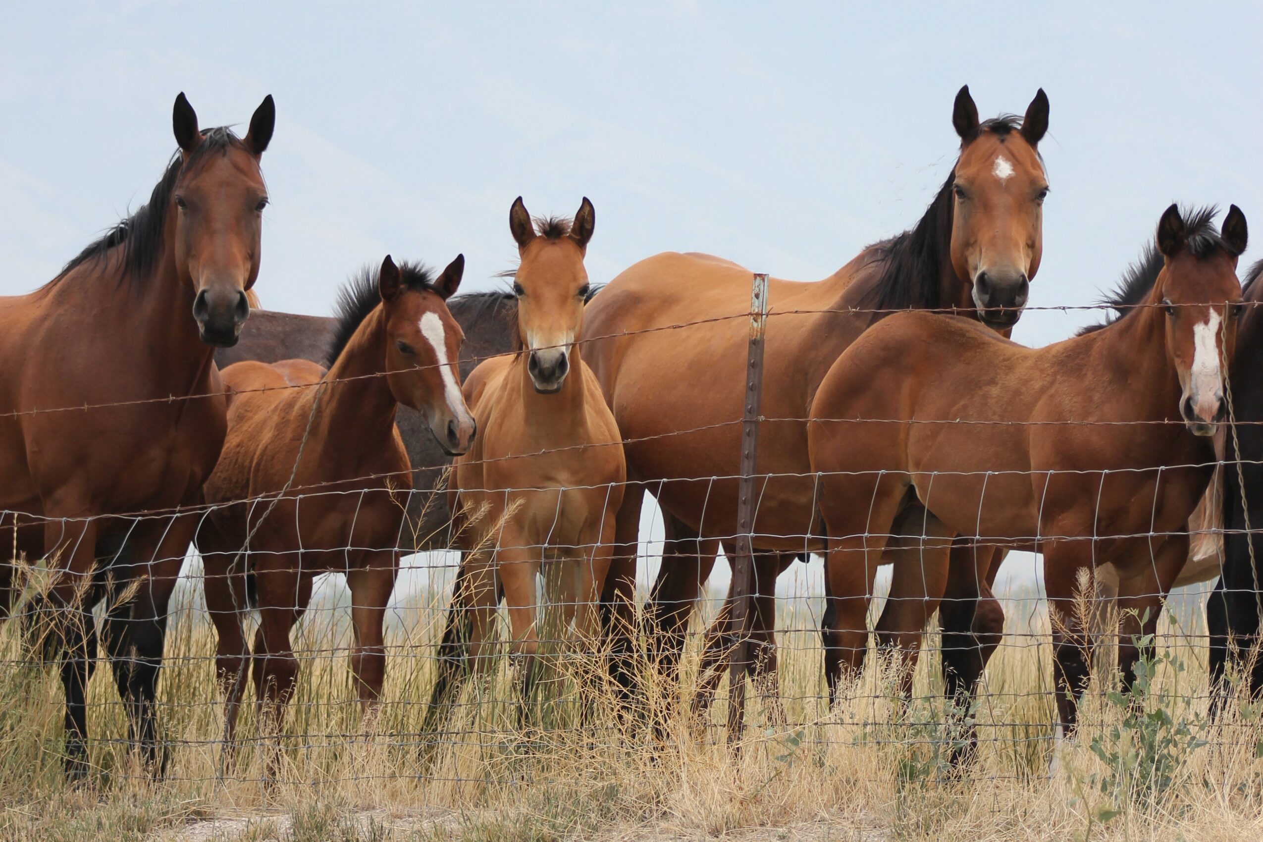Group of six horses standing behind a wire fence in a grassy field, with a clear sky in the background.