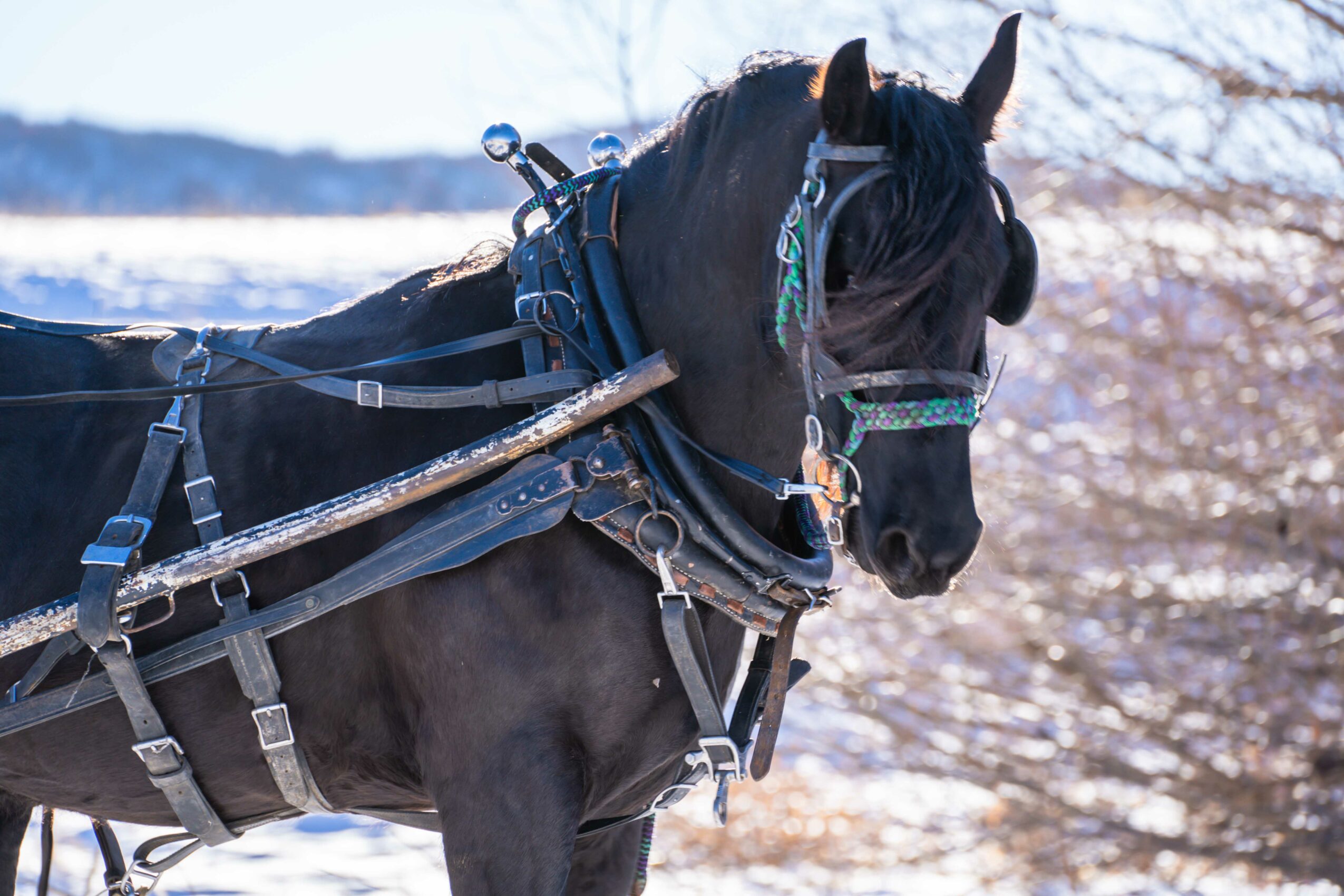 Black horse with harness and reins outdoors, trees and sky in background.