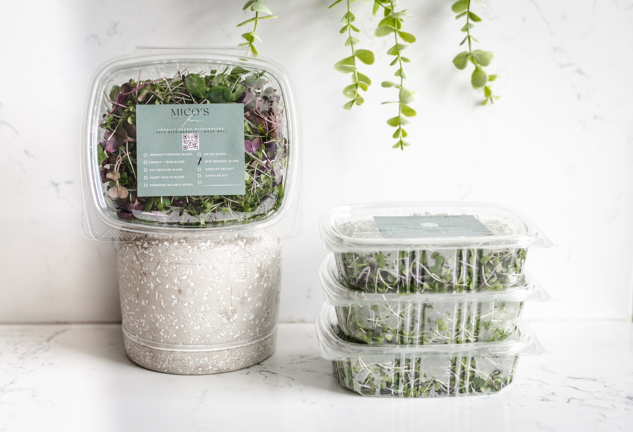 Plastic containers with fresh herbs and plants on a white surface, with hanging green plants above.