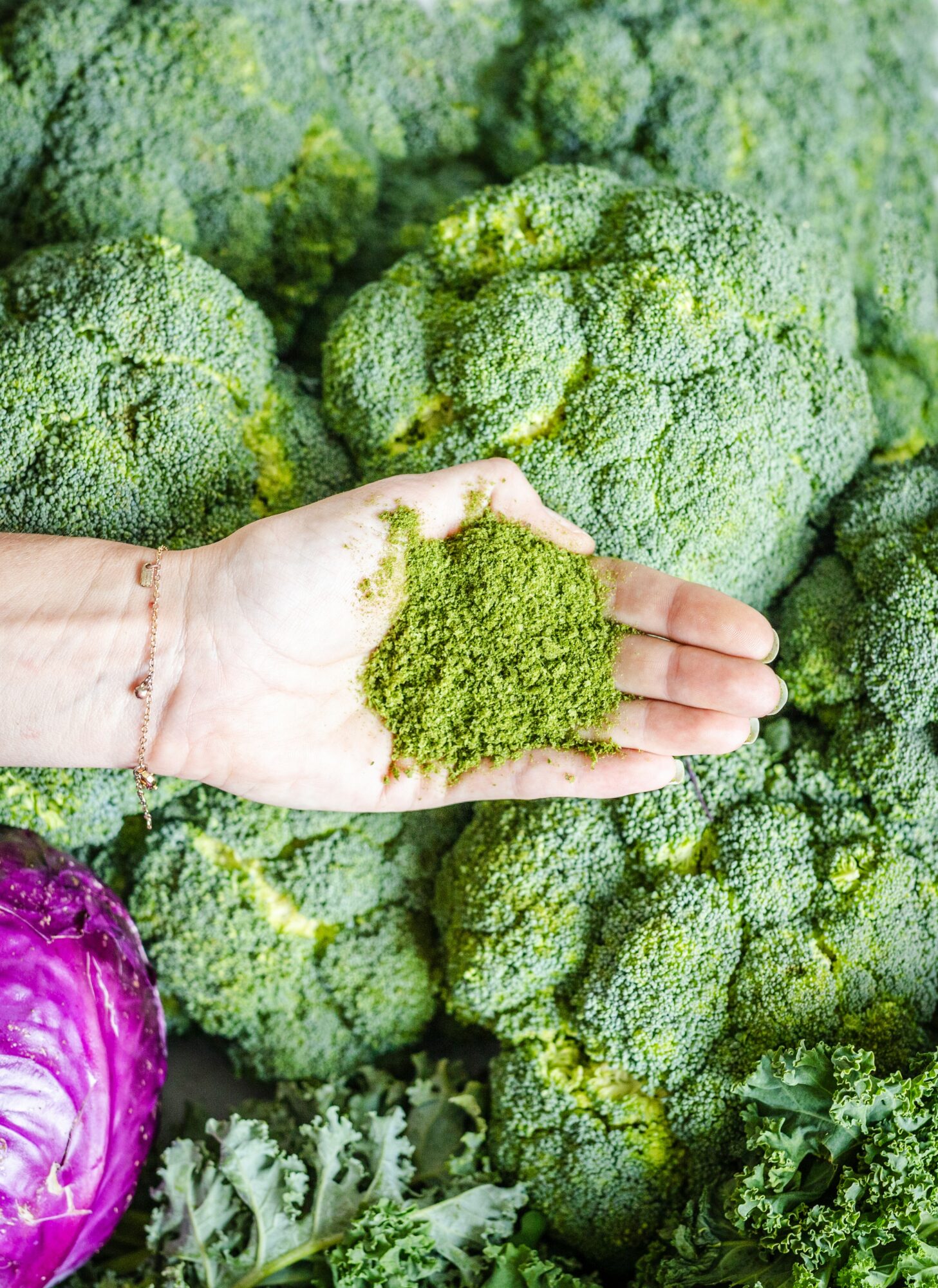 Hand holding green broccoli powder in front of fresh broccoli heads, with purple cabbage in background.