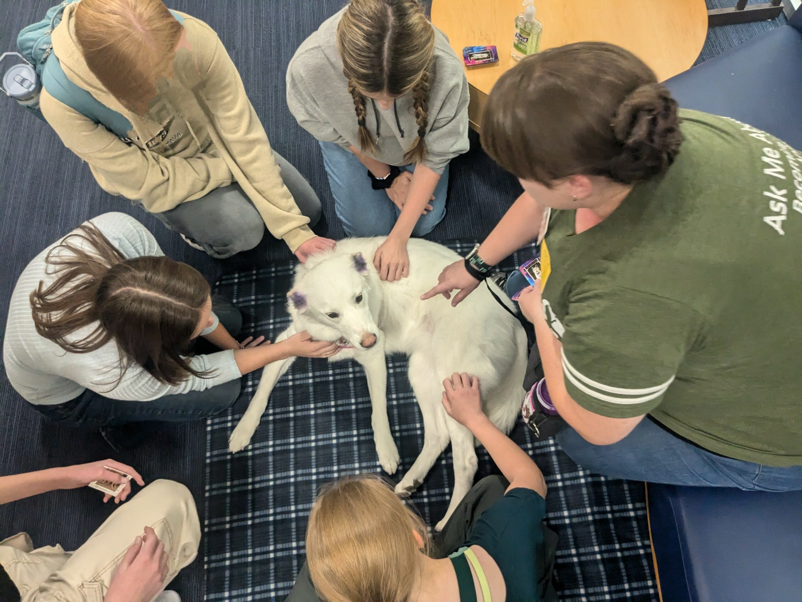 Group of six people sitting in a circle around a white dog on a plaid blanket, petting and interacting with it.
