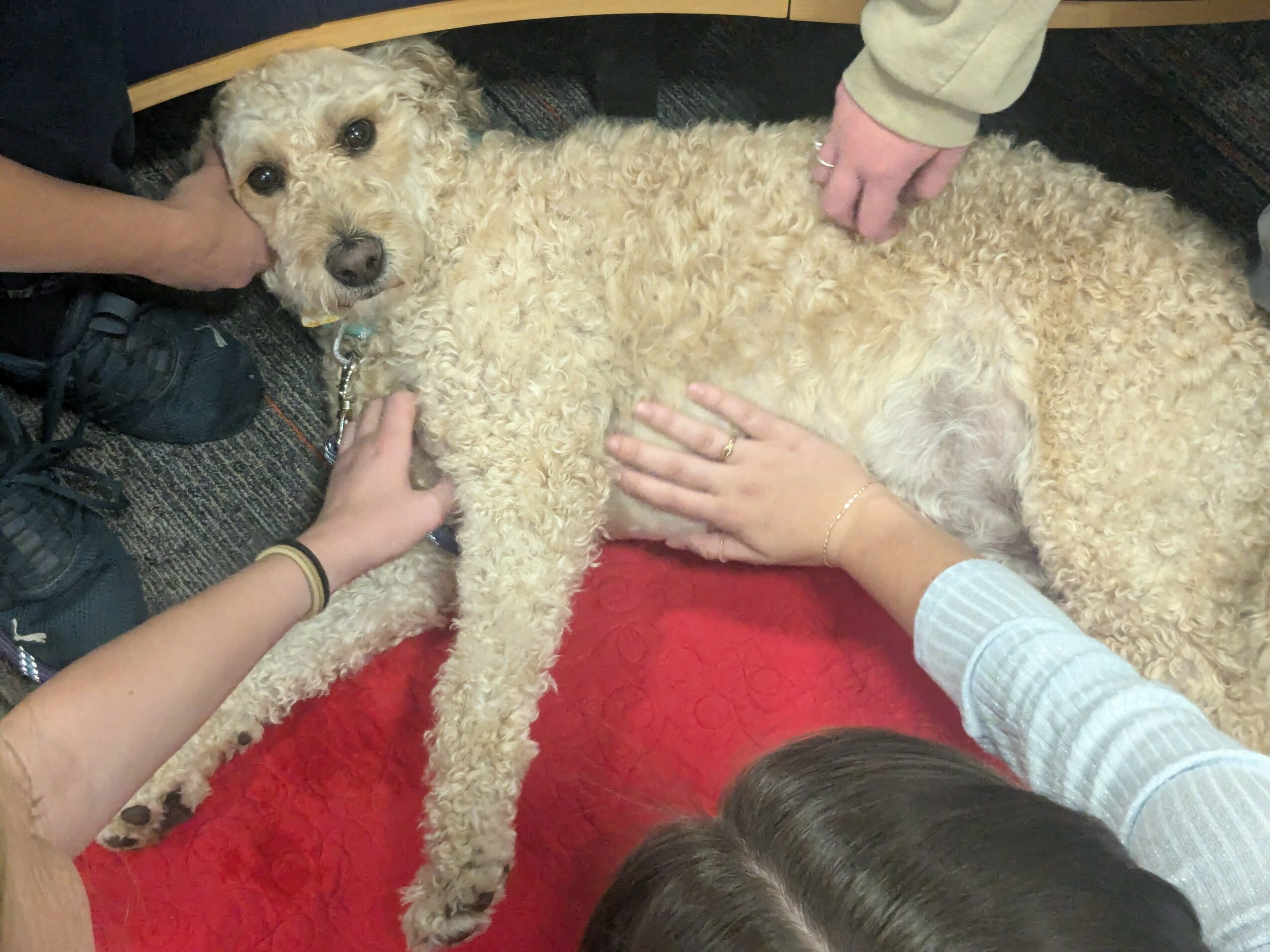 Dog lying on its side with people petting and touching it, on a red blanket, indoors.