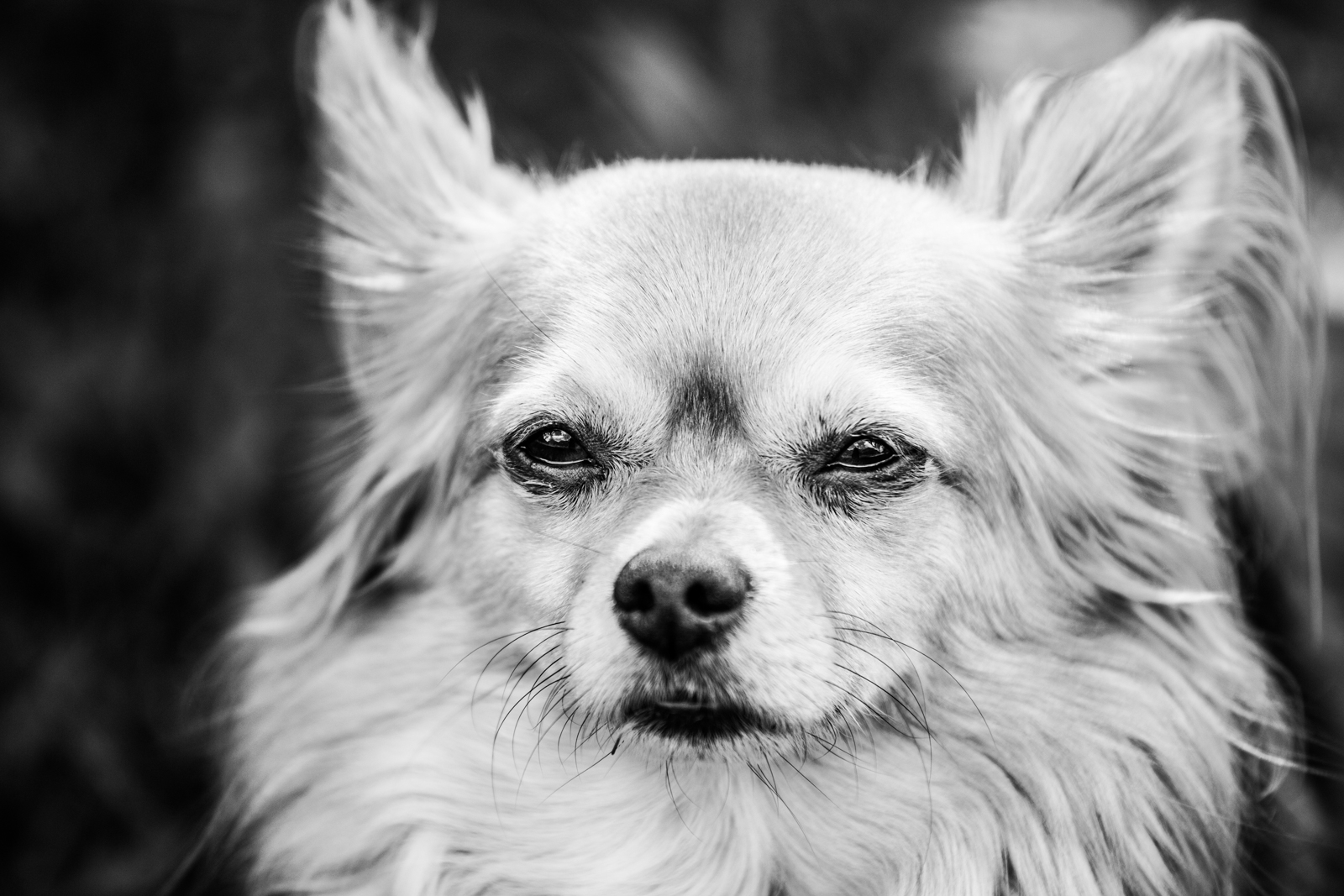 Close-up of a small dog with fluffy fur and pointed ears, looking directly at the camera, black and white photo.