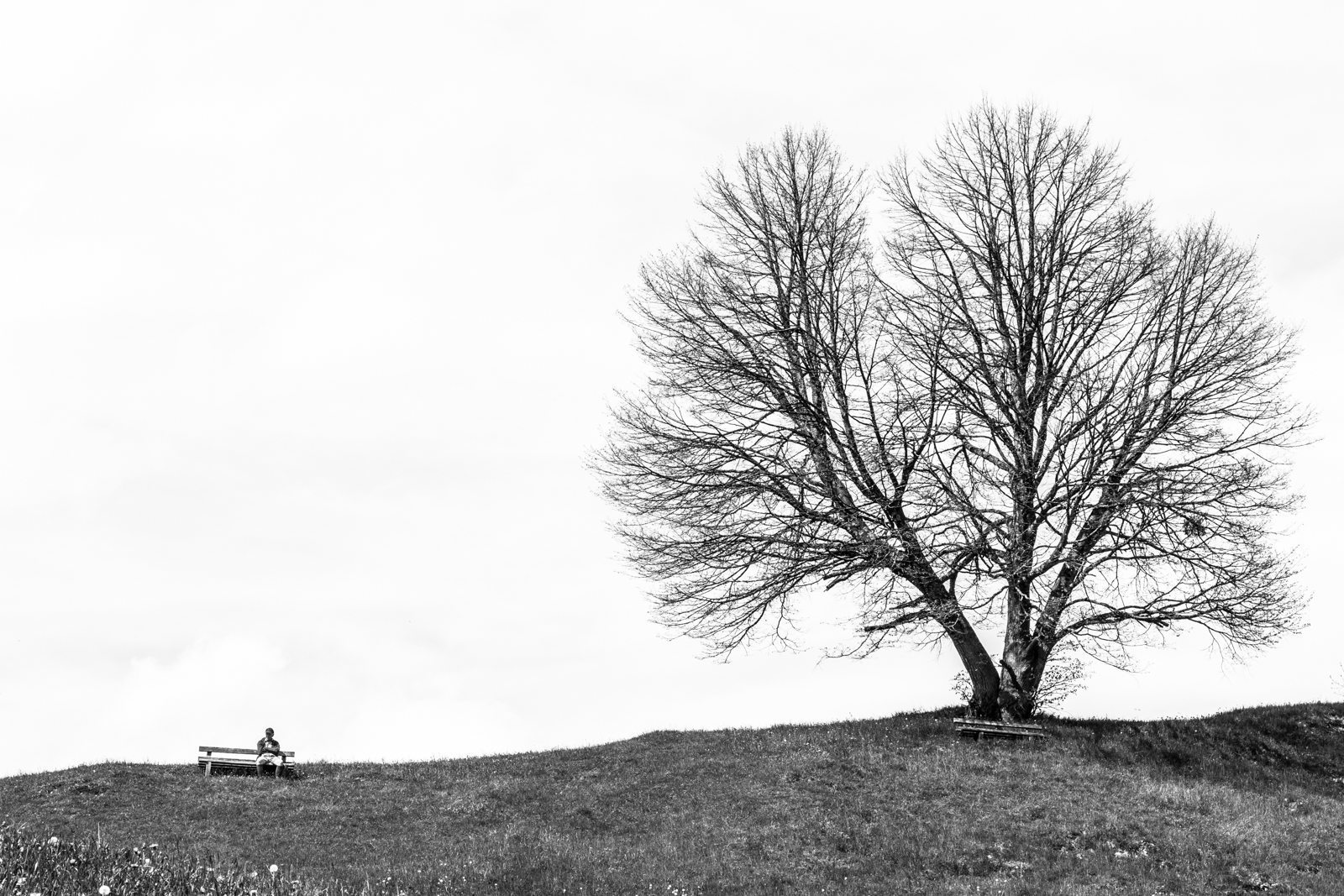 Two leafless trees on a hill with a bench and a person sitting on it, in black and white.