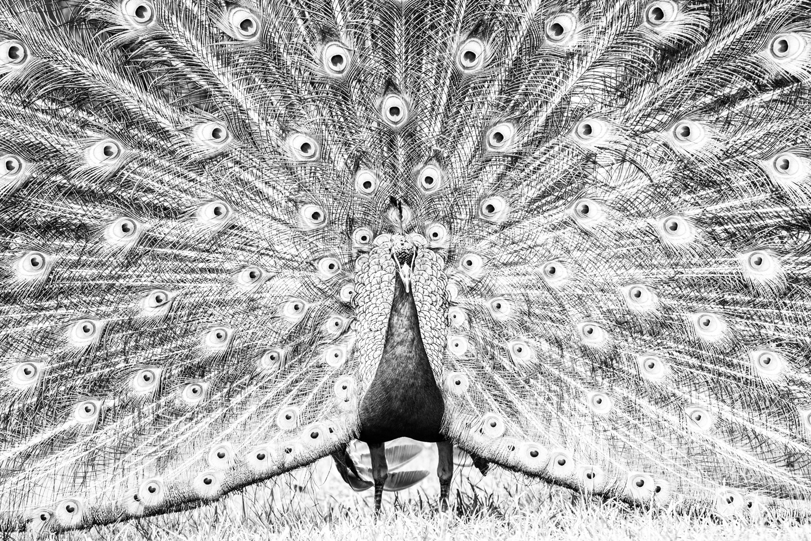 Peacock with fully fanned tail displaying eye patterns, facing forward, in black and white.