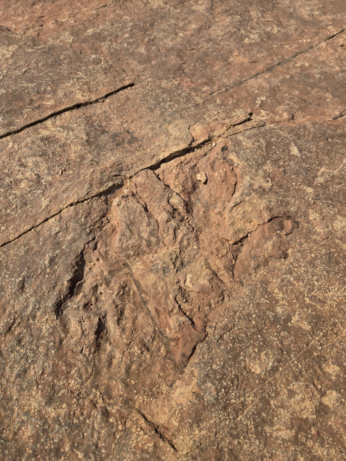 Close-up of a textured, cracked rock surface with a rough, uneven appearance.