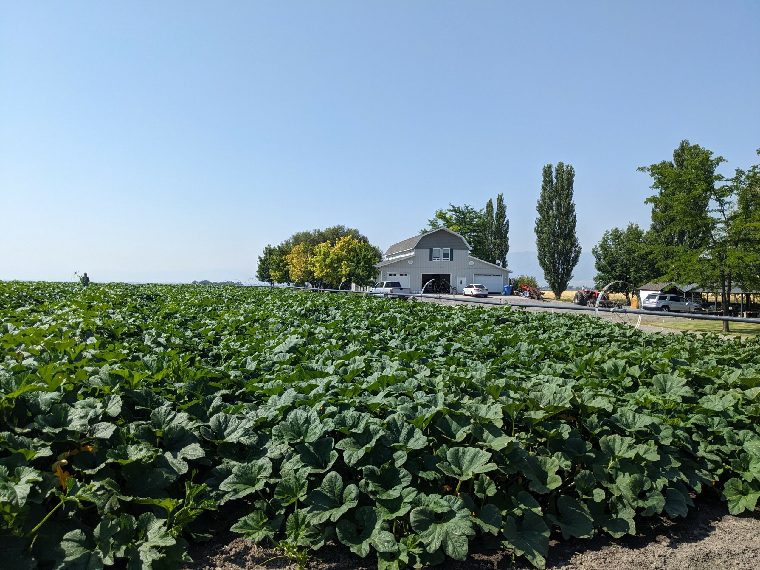 Green leafy crop field with a building, trees, and parked cars in the background under a clear blue sky.
