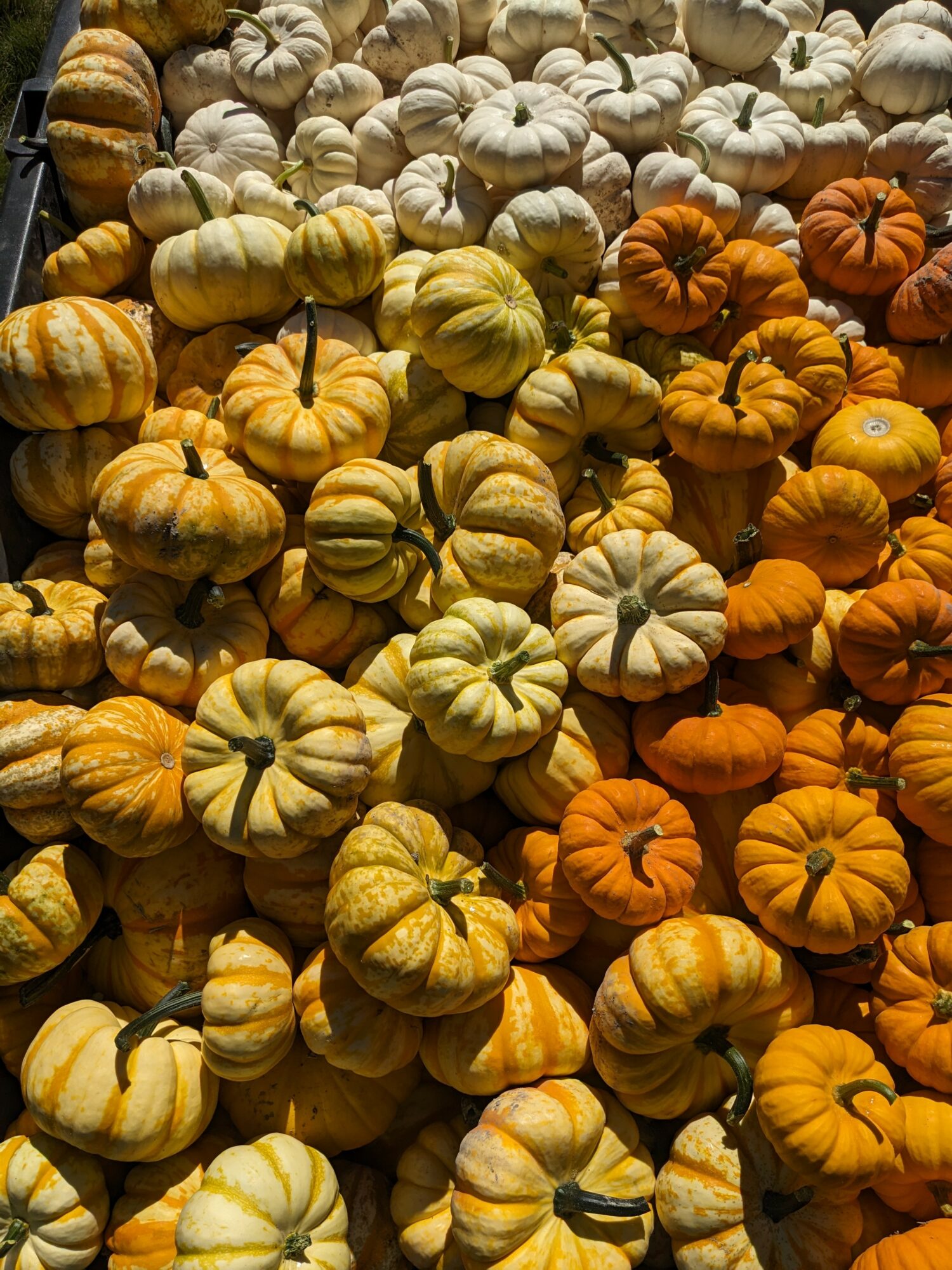 A large collection of small pumpkins in shades of white, yellow, and orange, piled together.