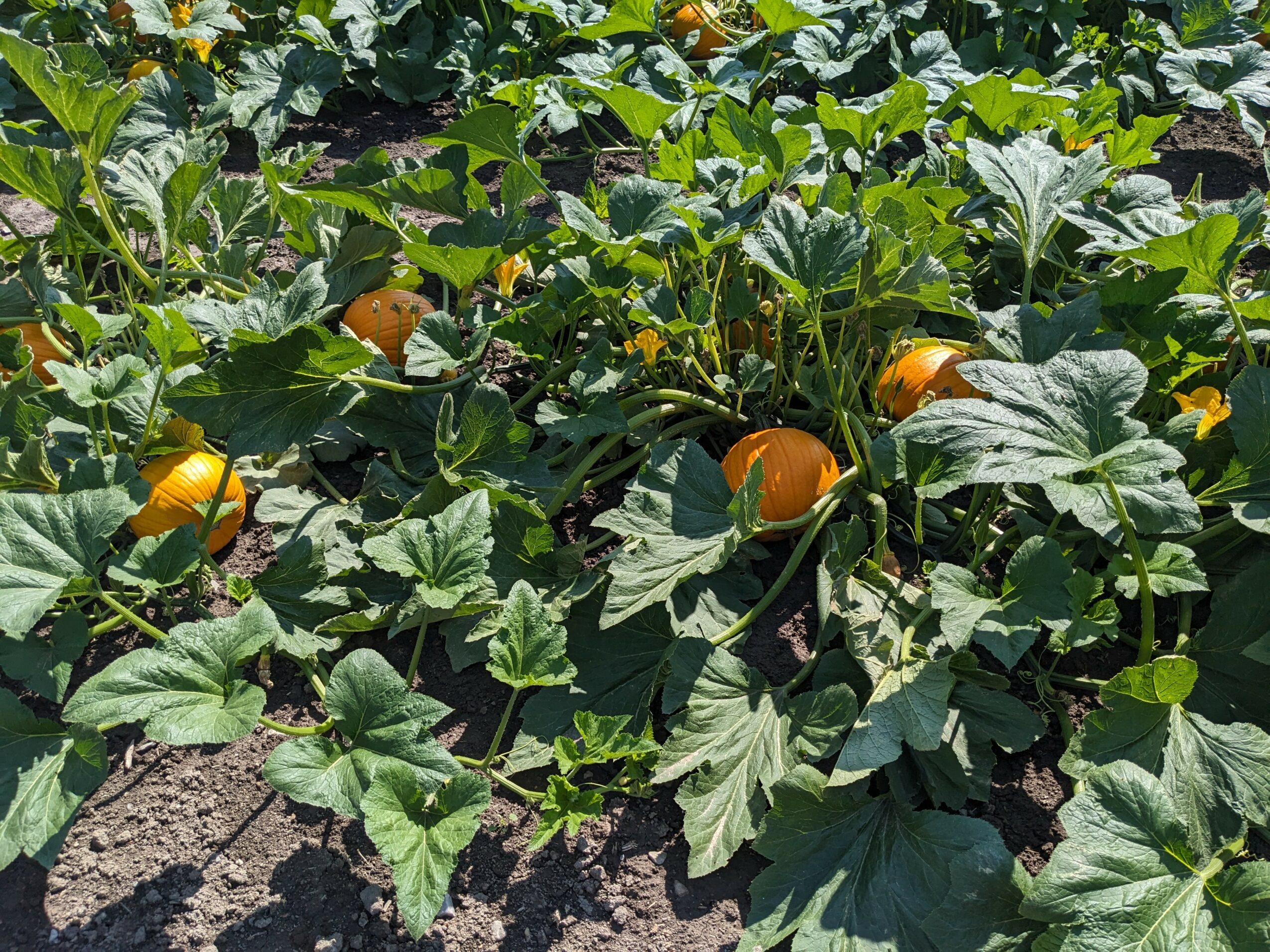Pumpkin plants with orange pumpkins growing among green leaves in a garden bed.