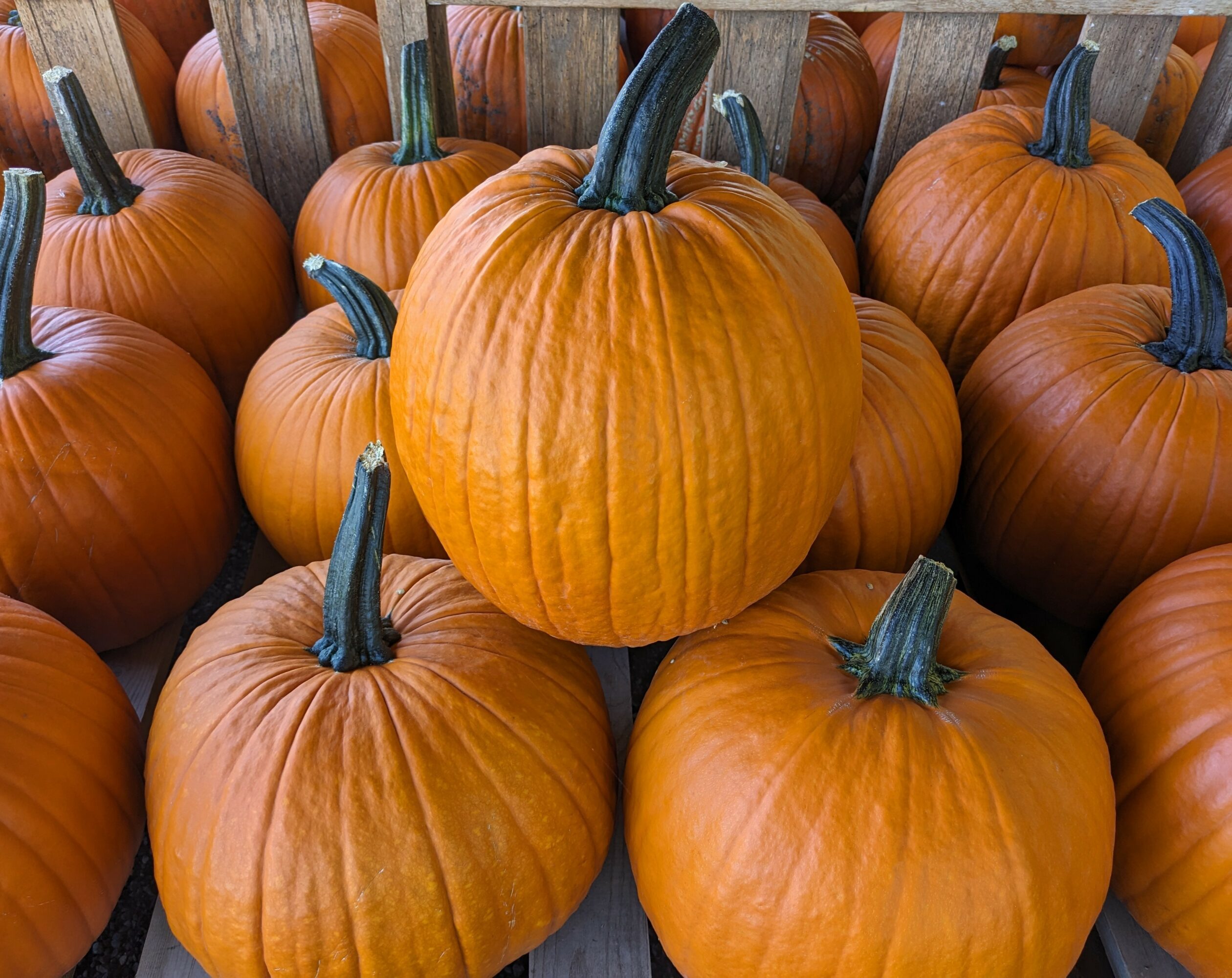 Group of orange pumpkins with dark green stems on a wooden surface, some overlapping each other.