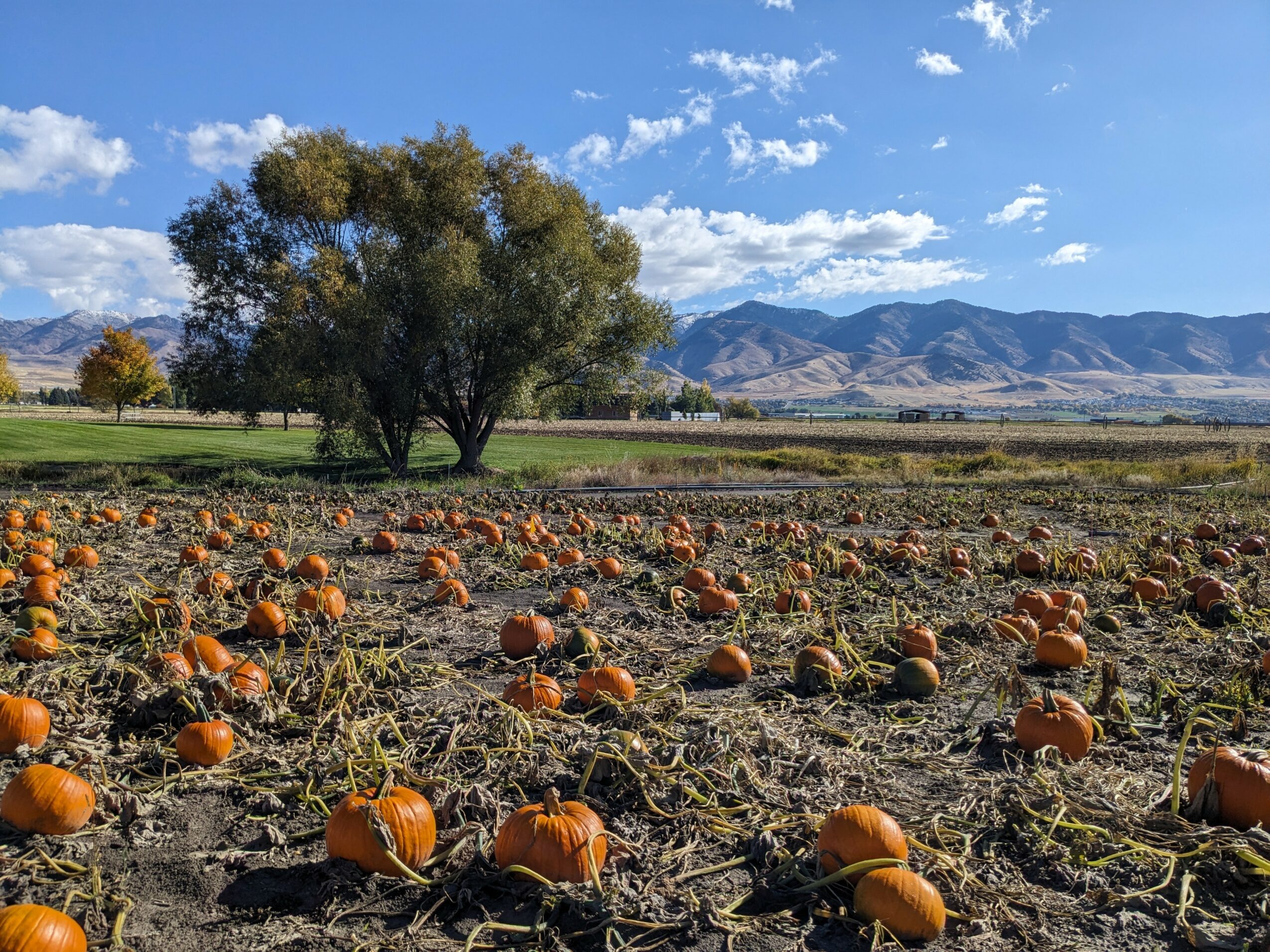 Pumpkin patch with many pumpkins on soil, large tree, mountains in background, blue sky with clouds.