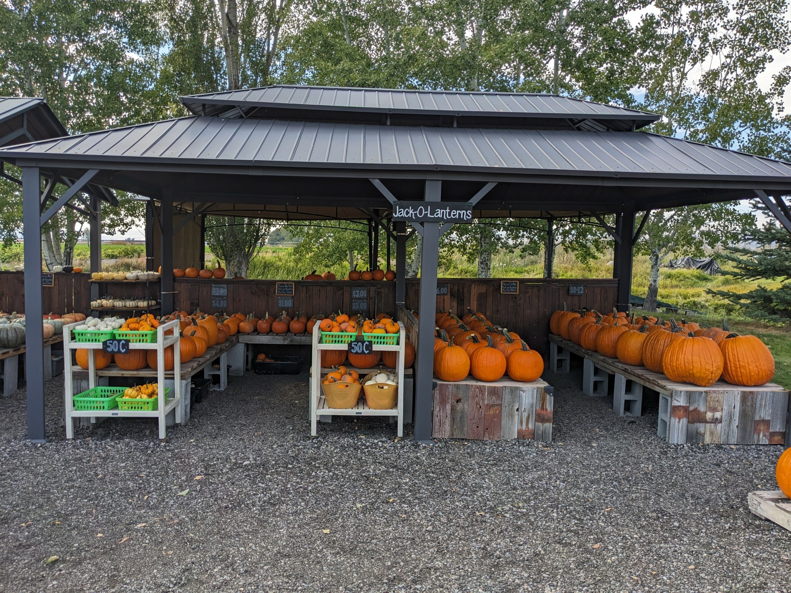 Pumpkin display under a metal-roofed shelter with pumpkins on tables, outdoors with trees in background.