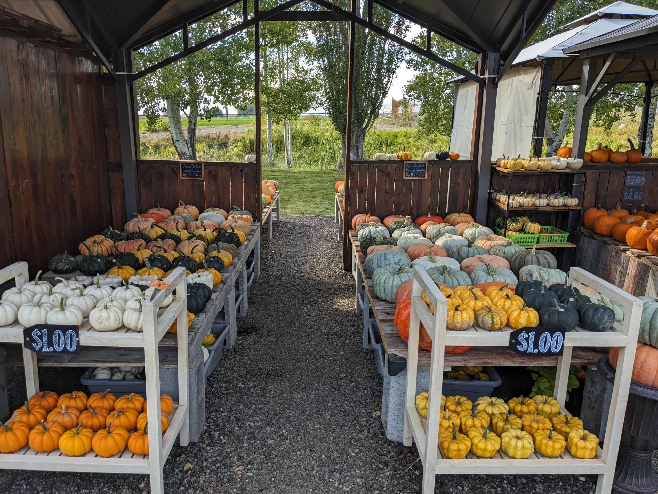 Outdoor market stall with various pumpkins and gourds on white shelves, priced at $1.00, under a canopy with trees in background.