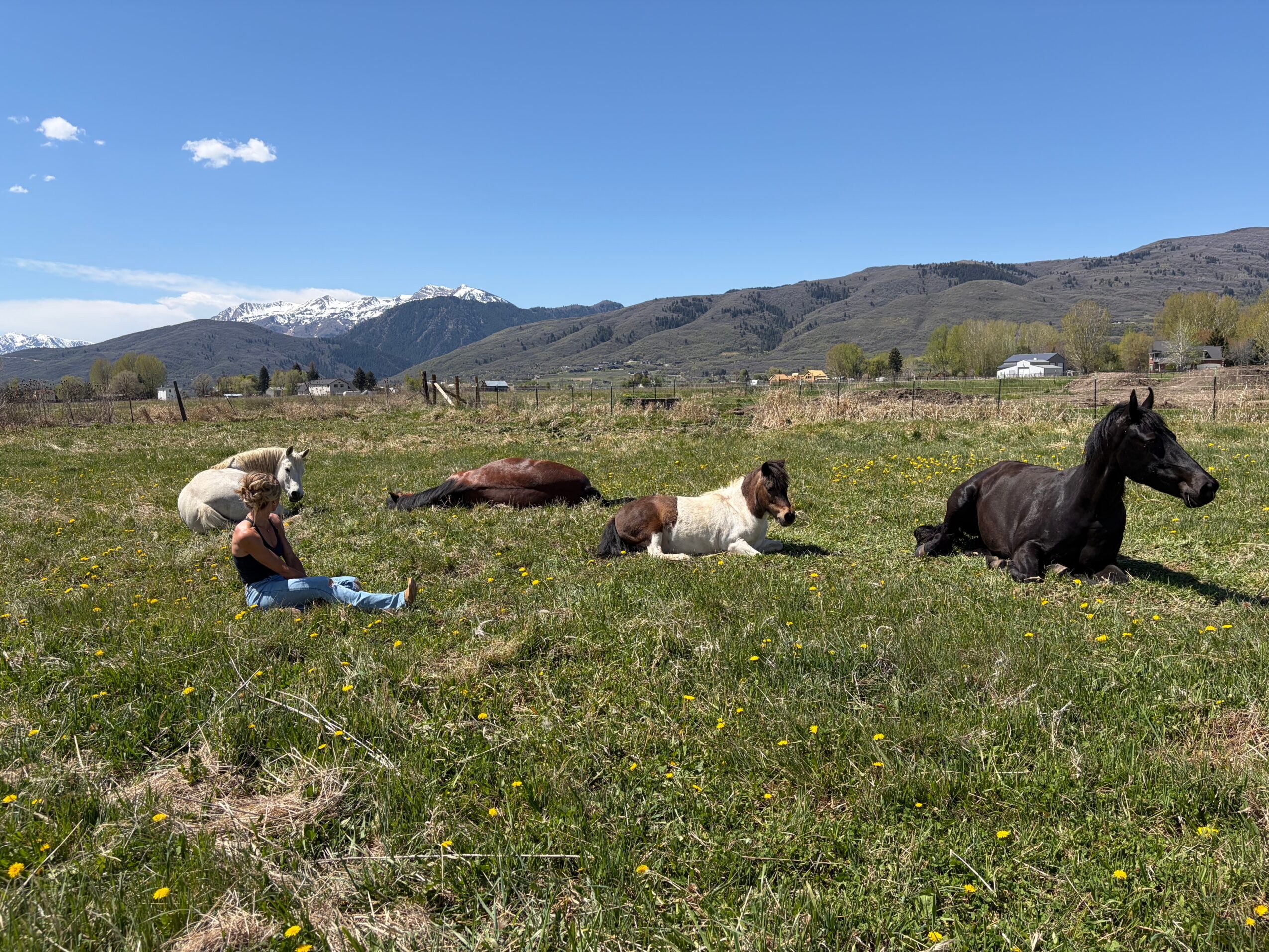 A person sits in a grassy field among several horses, with mountains in the distance.