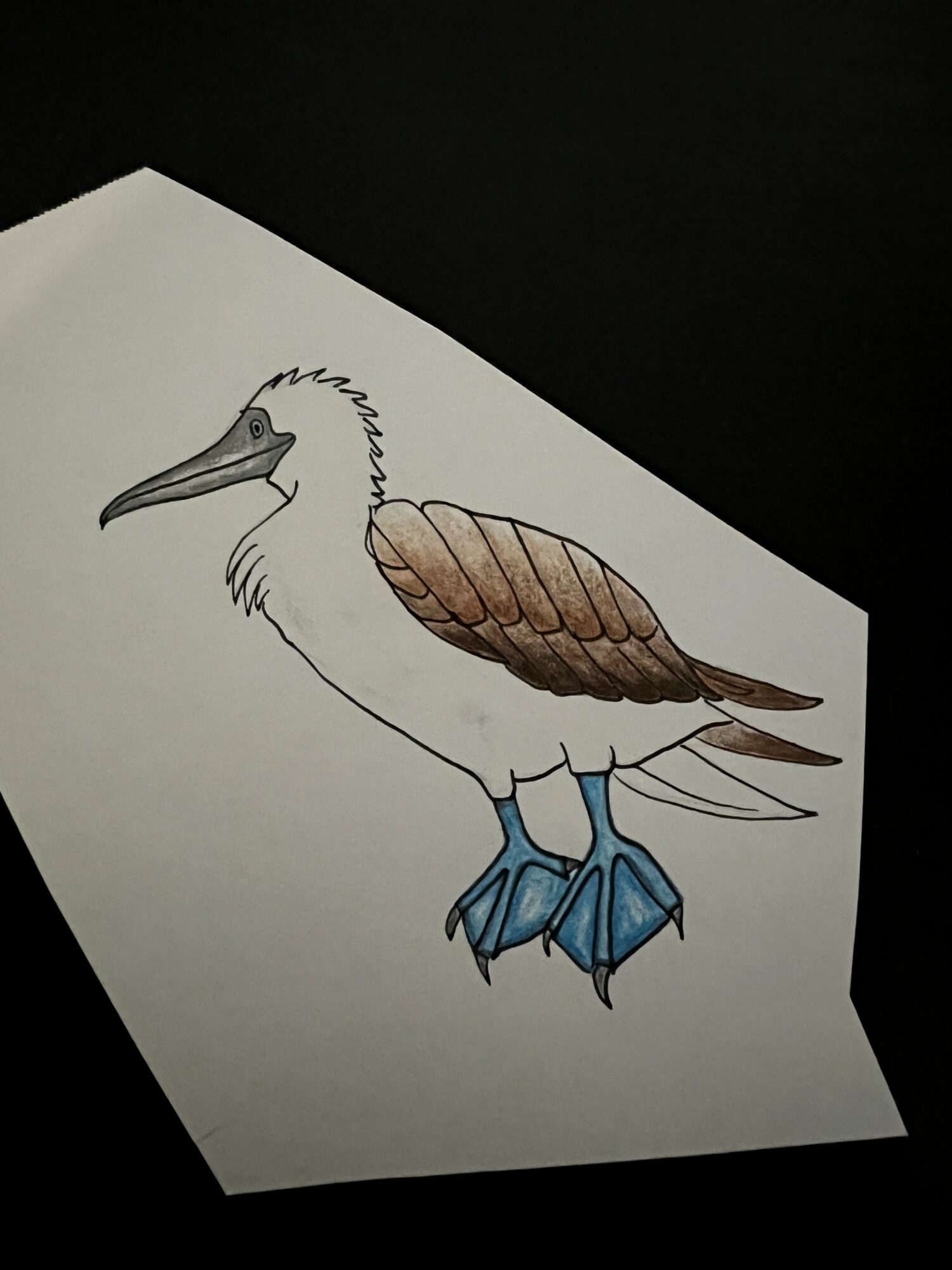 A colored pencil drawing of a long-beaked bird with brown wings and blue webbed feet on white paper.